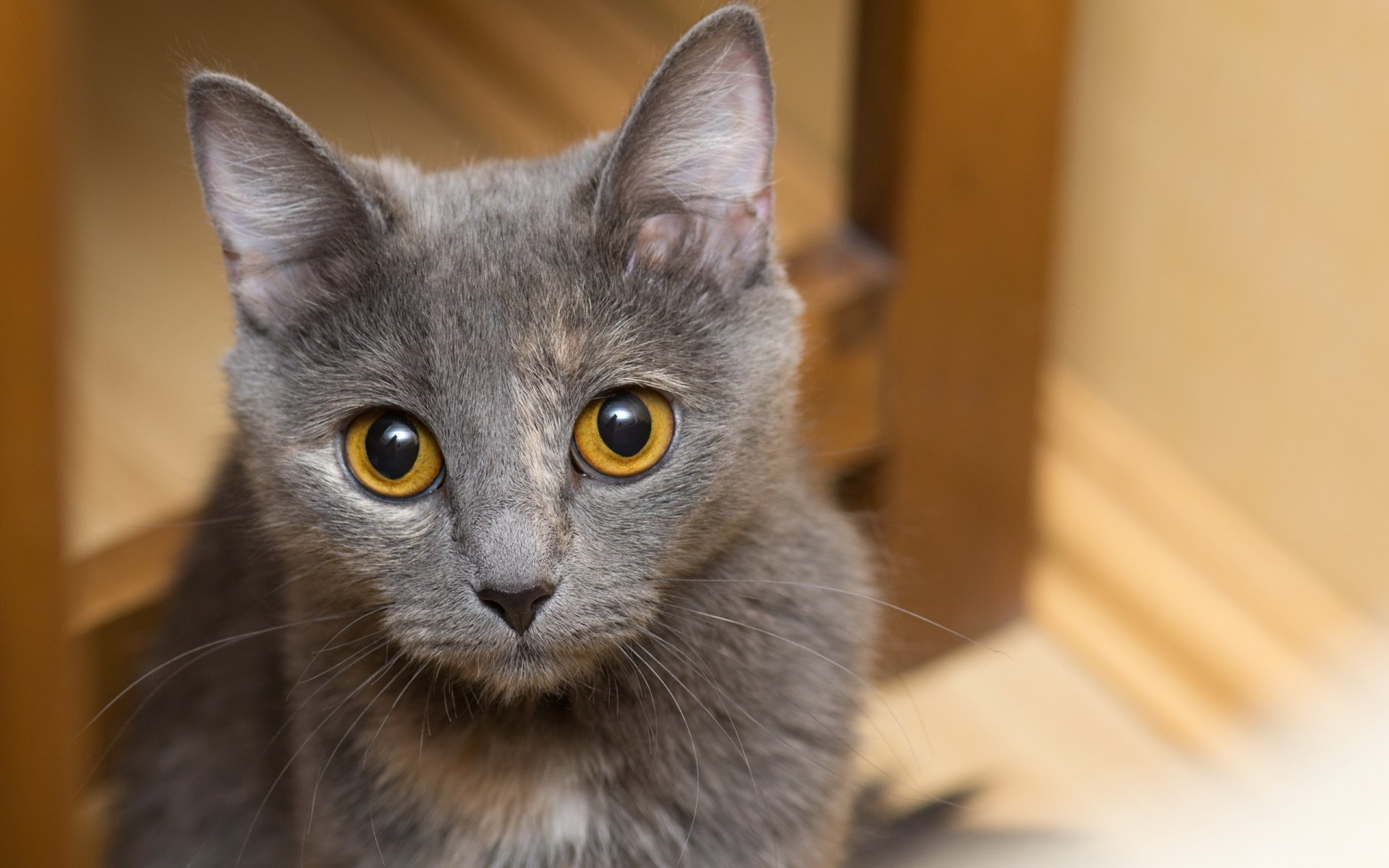 blick augen katze katze grau schnurrbart ohren