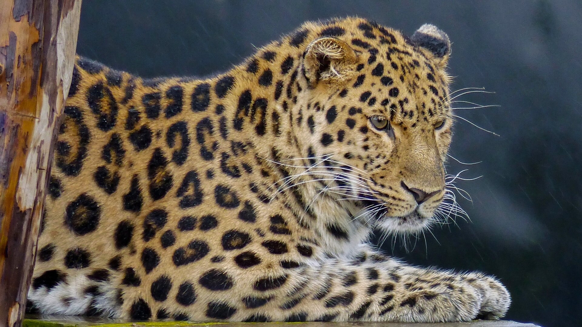 leopard wildkatze porträt