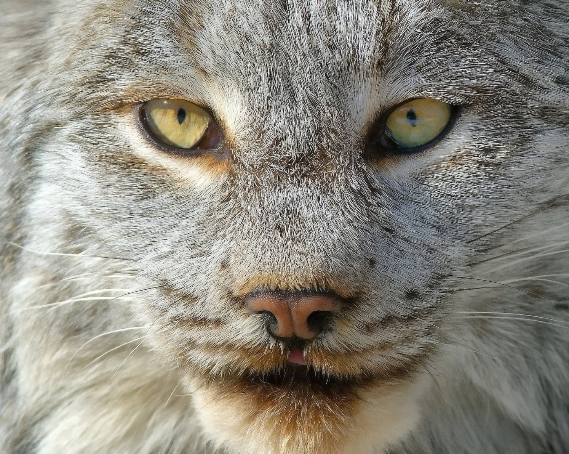 lynx portrait museau laine vue lumière