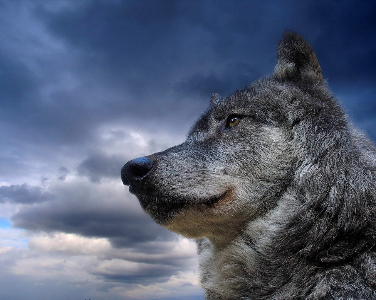 lobo cielo animal