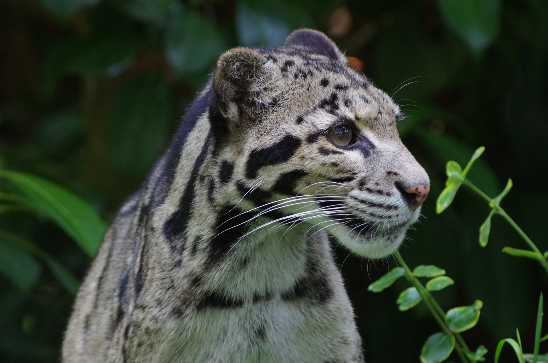 léopard fumé chat sauvage couleur vue prédateur nature