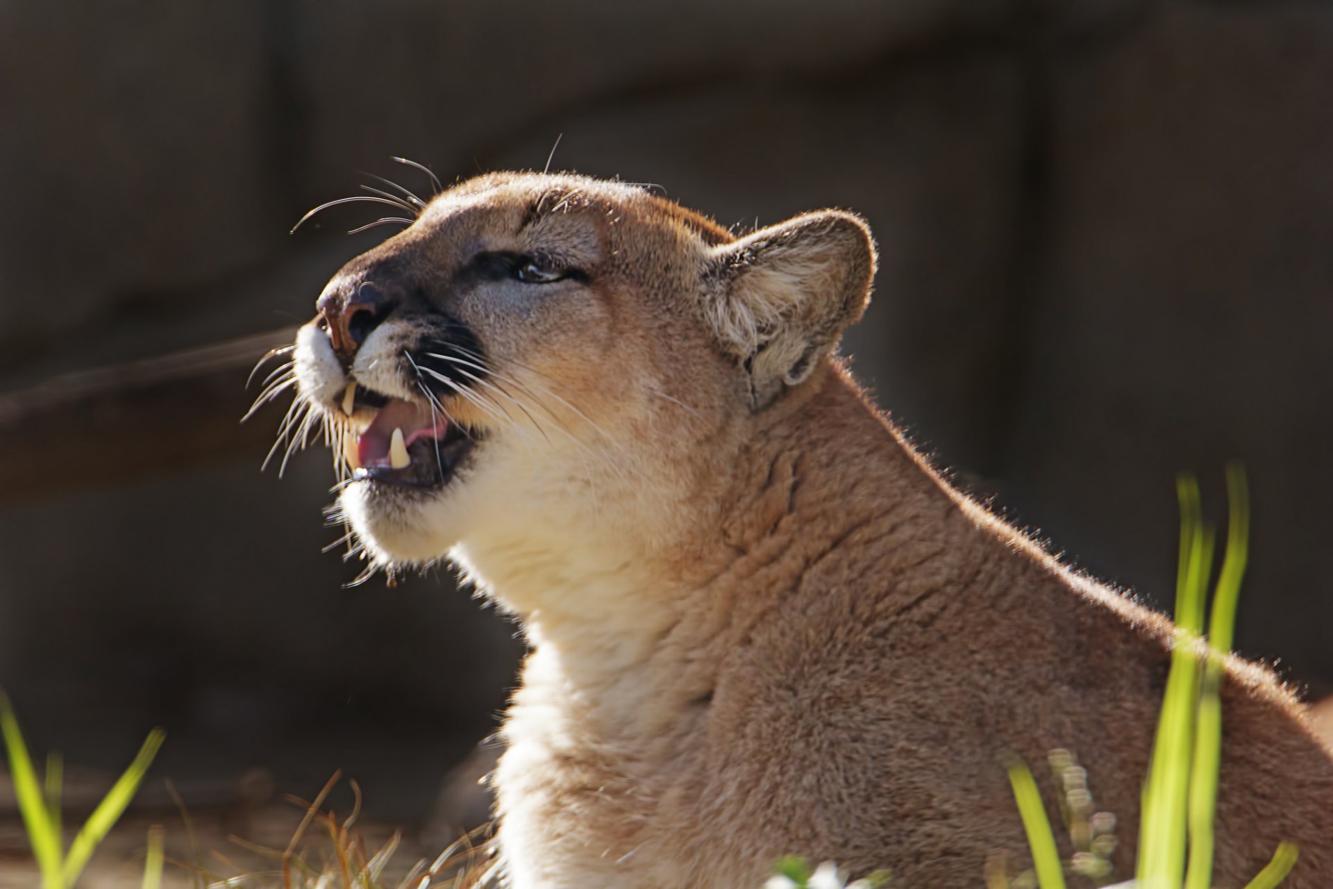 puma puma león de montaña gato salvaje depredador