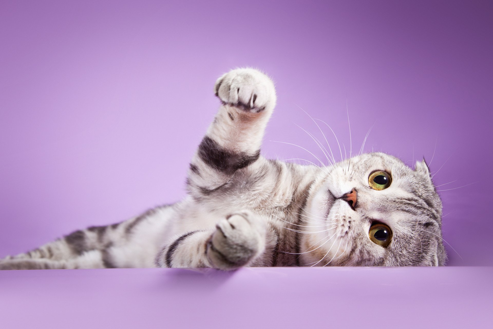 cat view scottish fold color foot