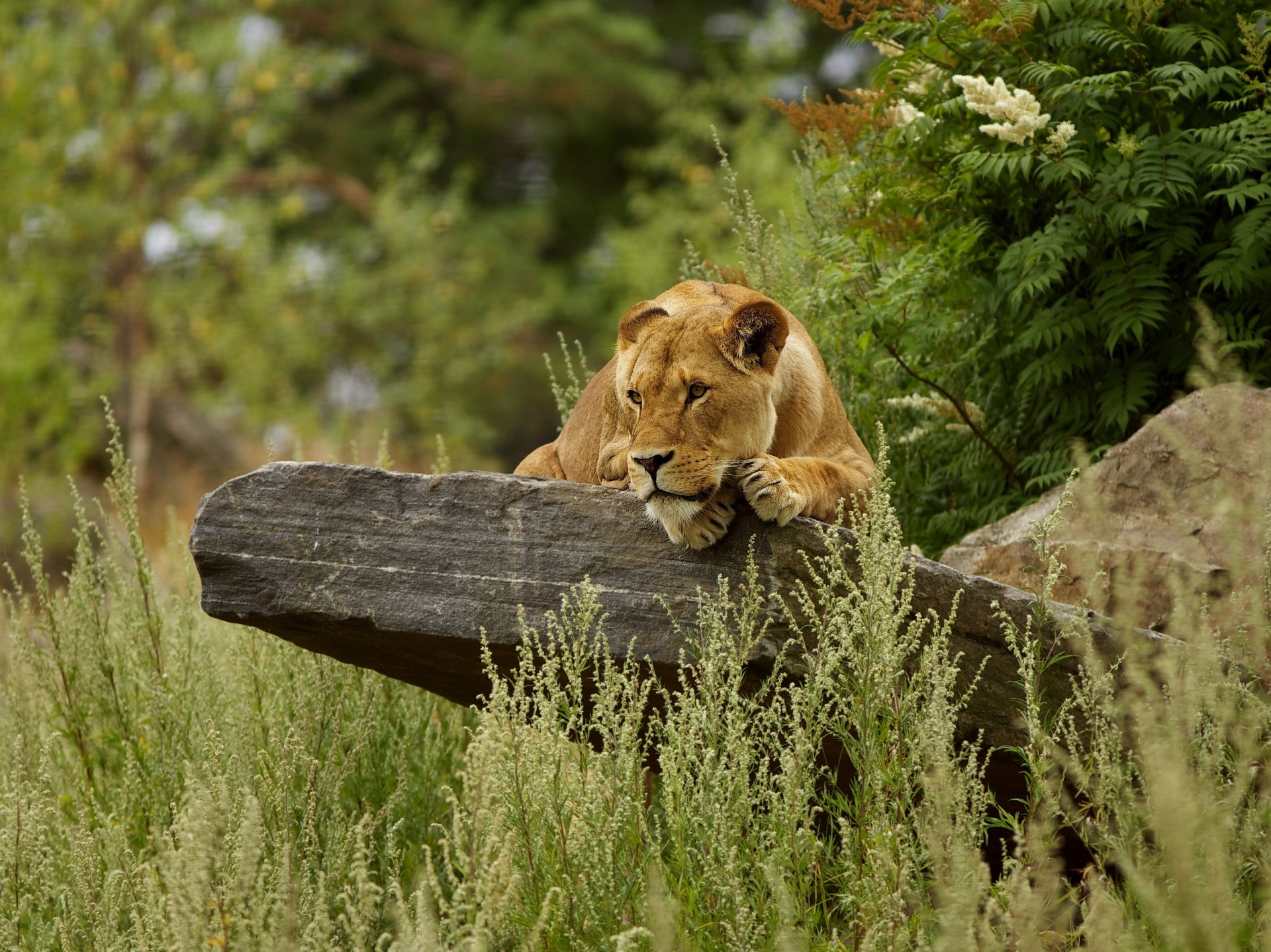 lionne pierre herbe