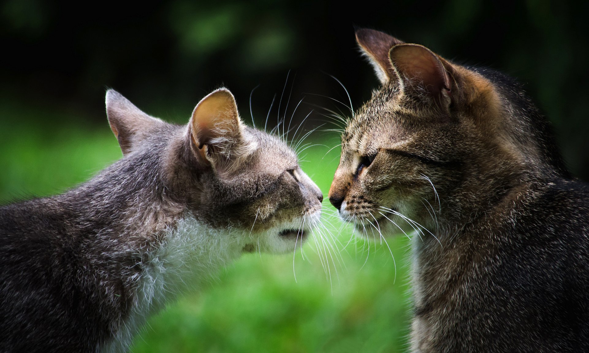 chats gris museau deux couple