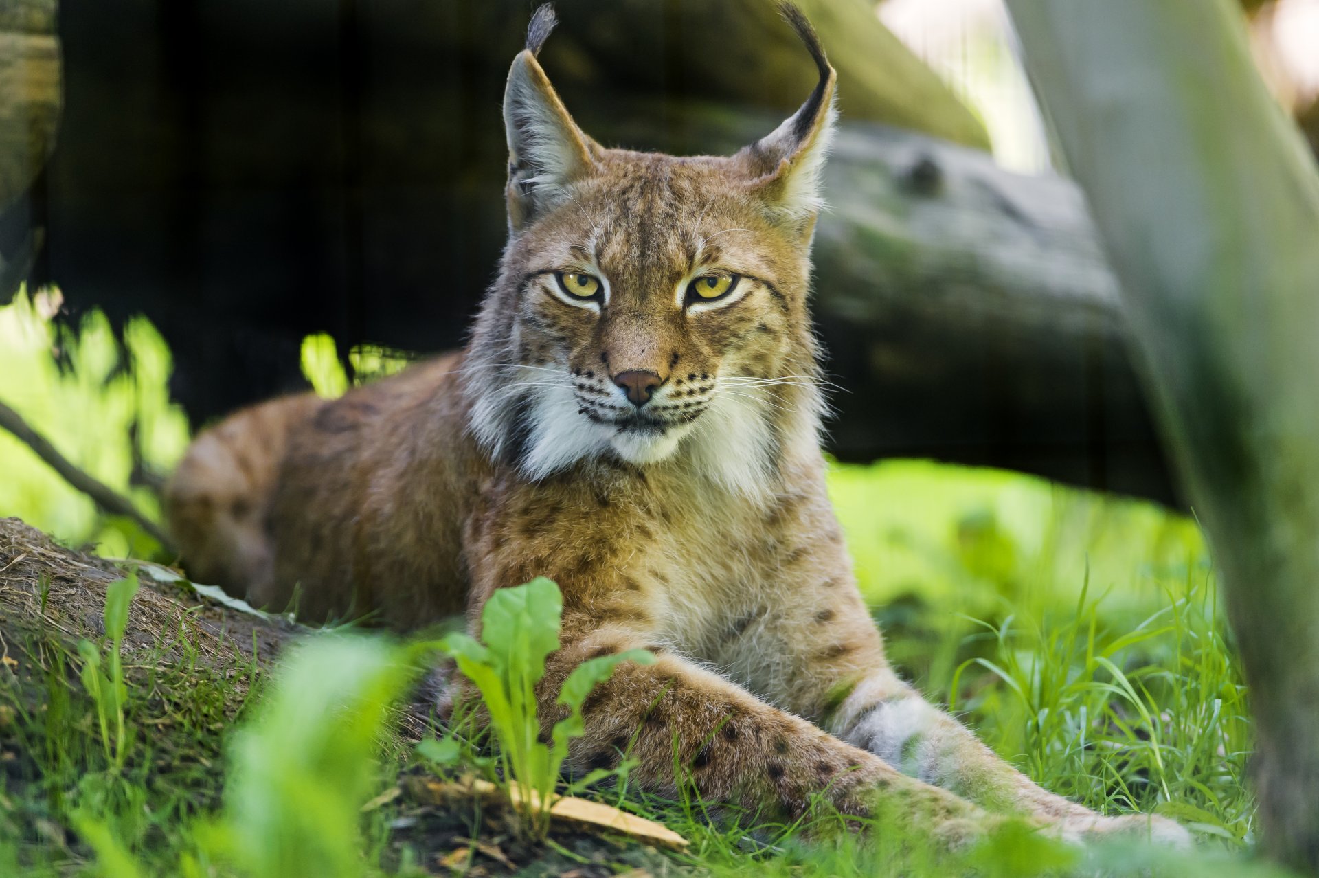 luchs katze ©tambako der jaguar