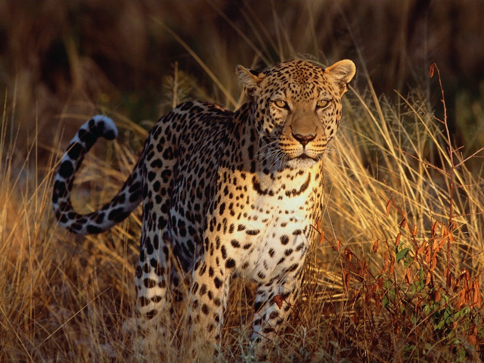 leopardo hierba mirada