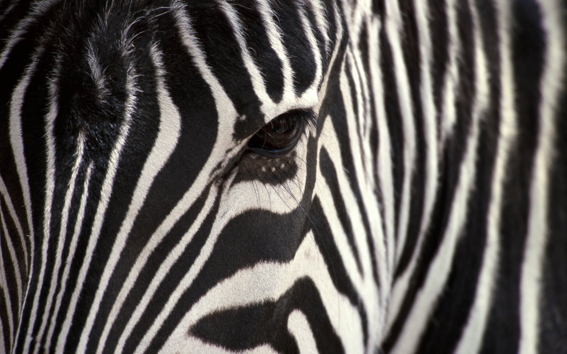 zebra of the strip black white