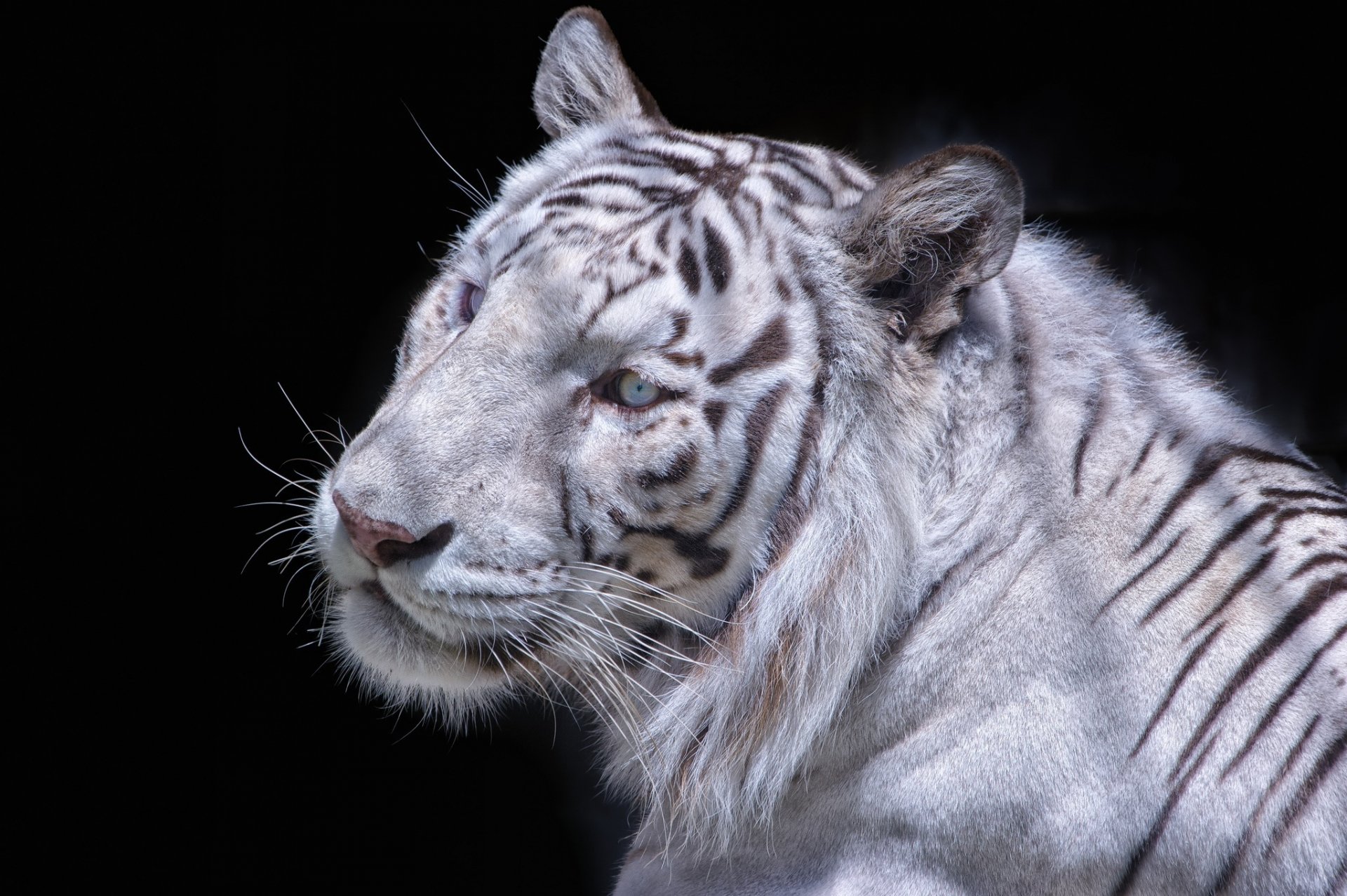 tigre blanc chat sauvage museau fond sombre