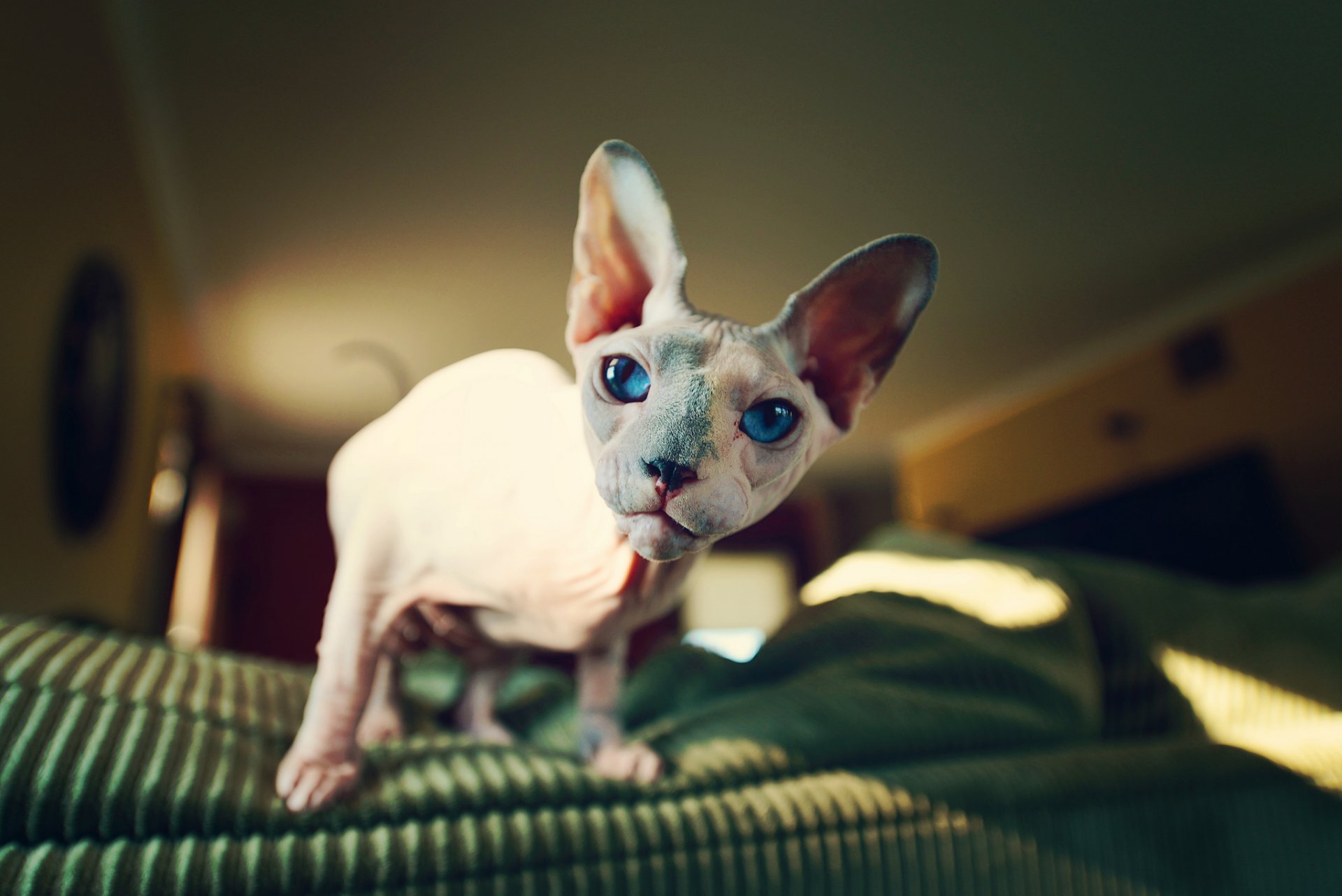 cat sphinx view