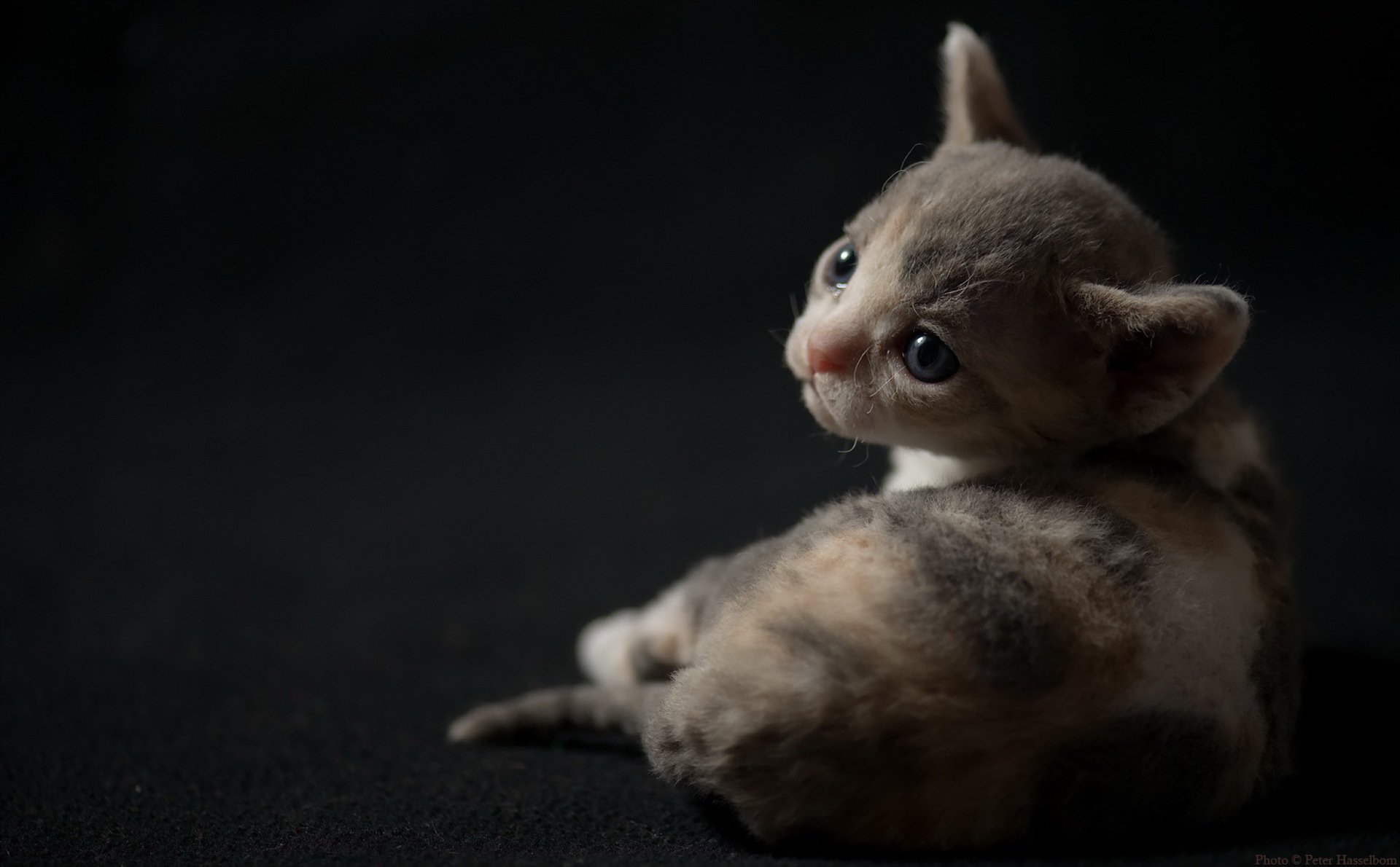 katze blick hintergrund