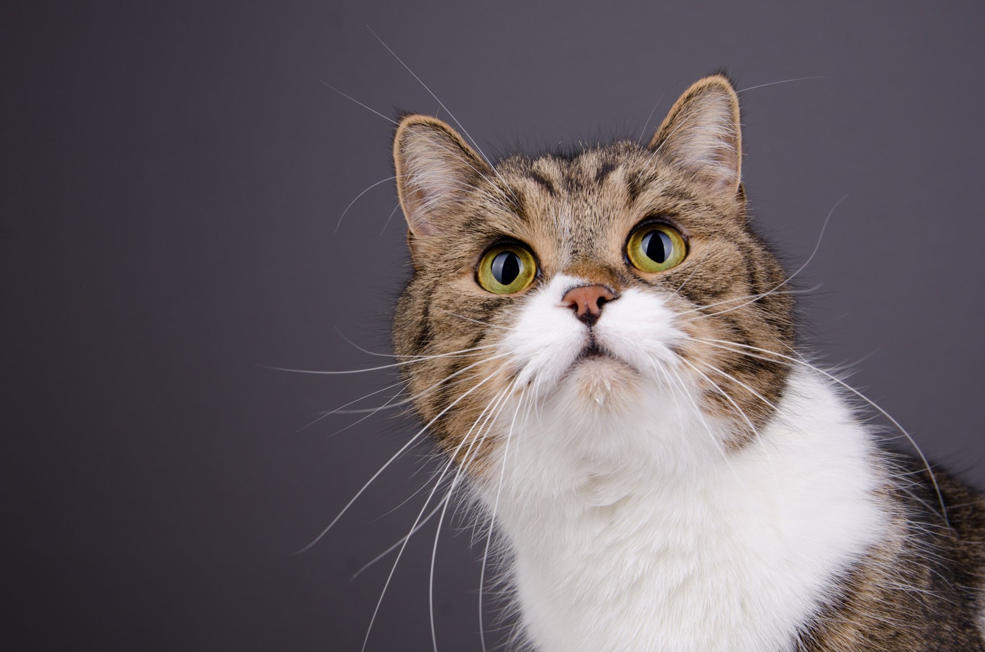 cat cat muzzle mustache portrait