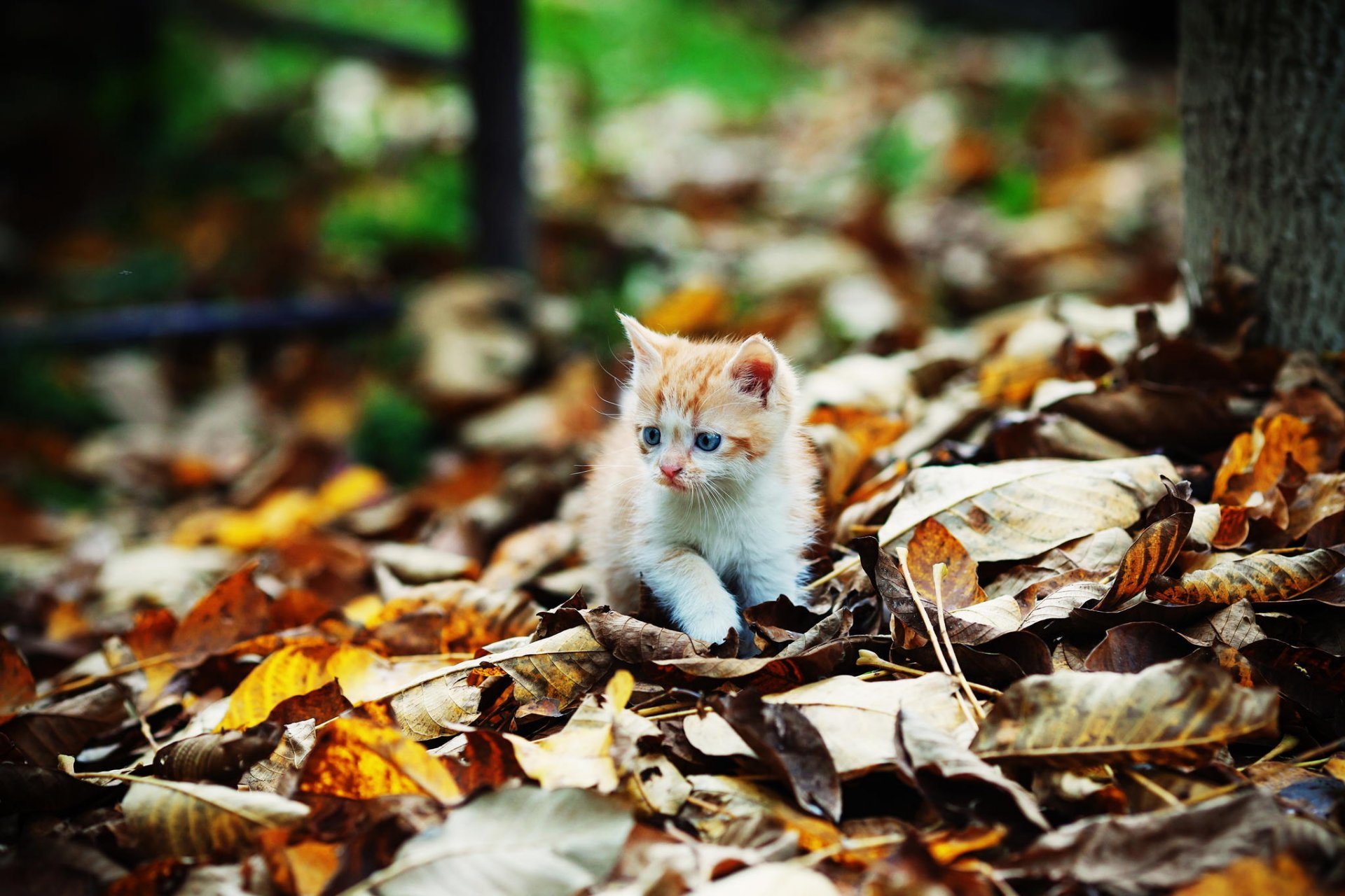 otoño follaje gatito