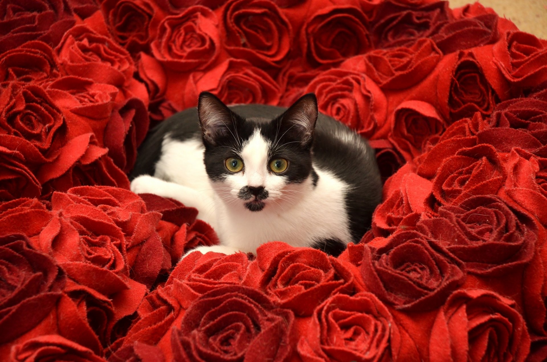 cat view flower rose