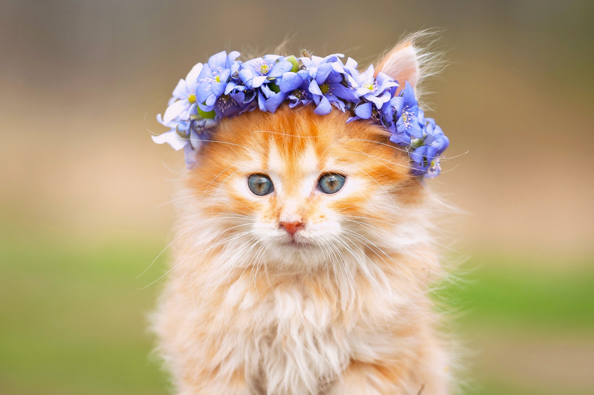 furry snout wreath flower