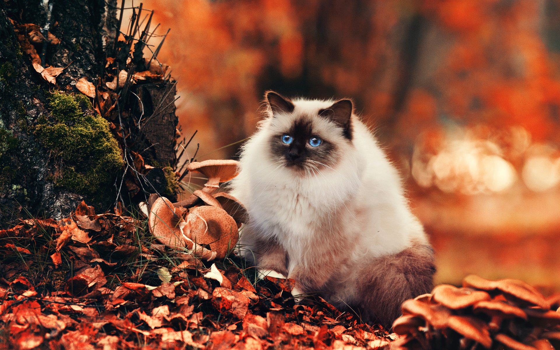 gatto gatto lanuginoso occhi blu sguardo autunno fogliame funghi natura bokeh