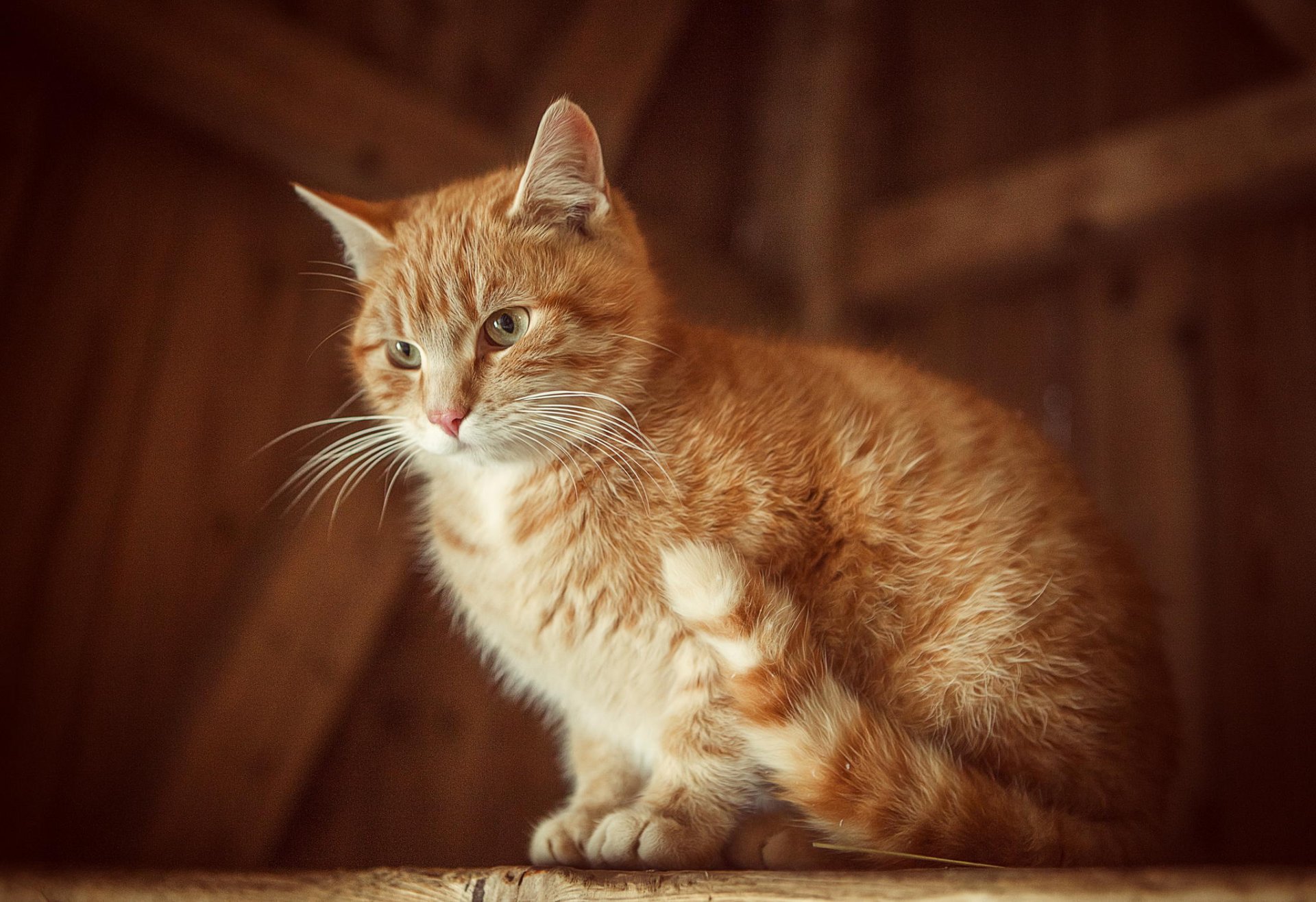 cat wool mustache pose