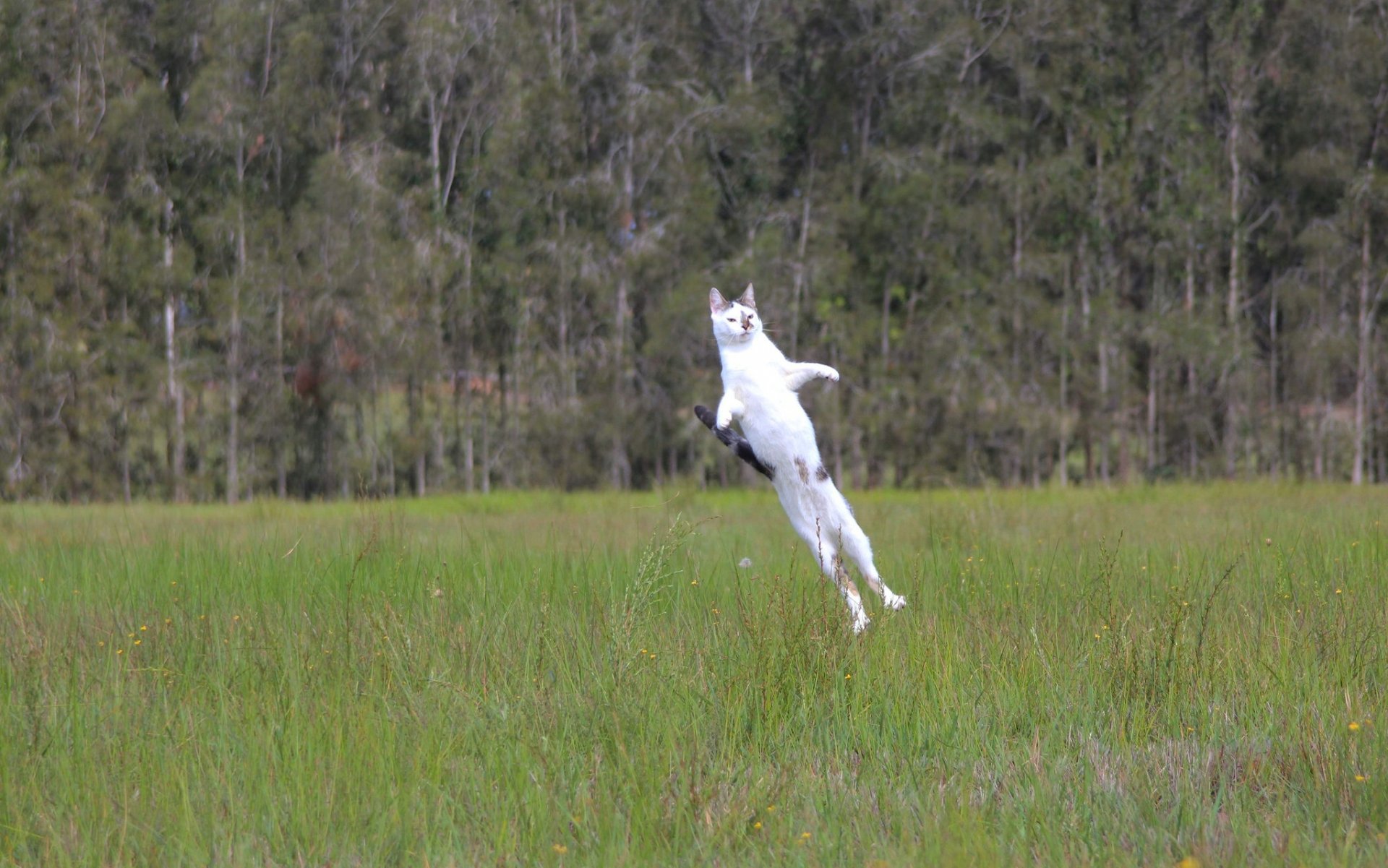 rocket cat cat-rocket départ vol normal chat chat saut prairie herbe