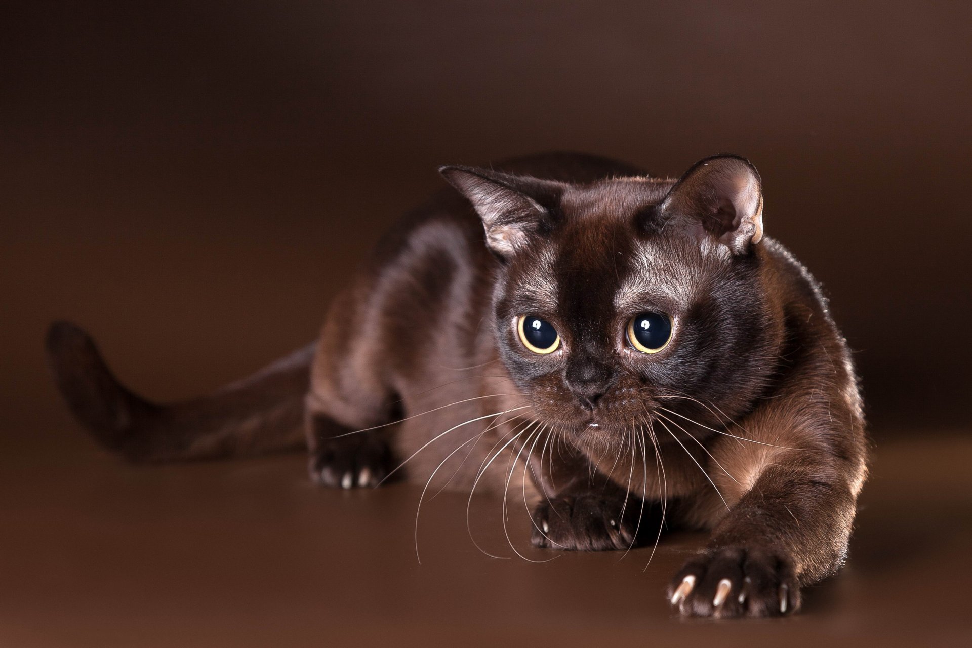 burmese burmese cat chocolate color view