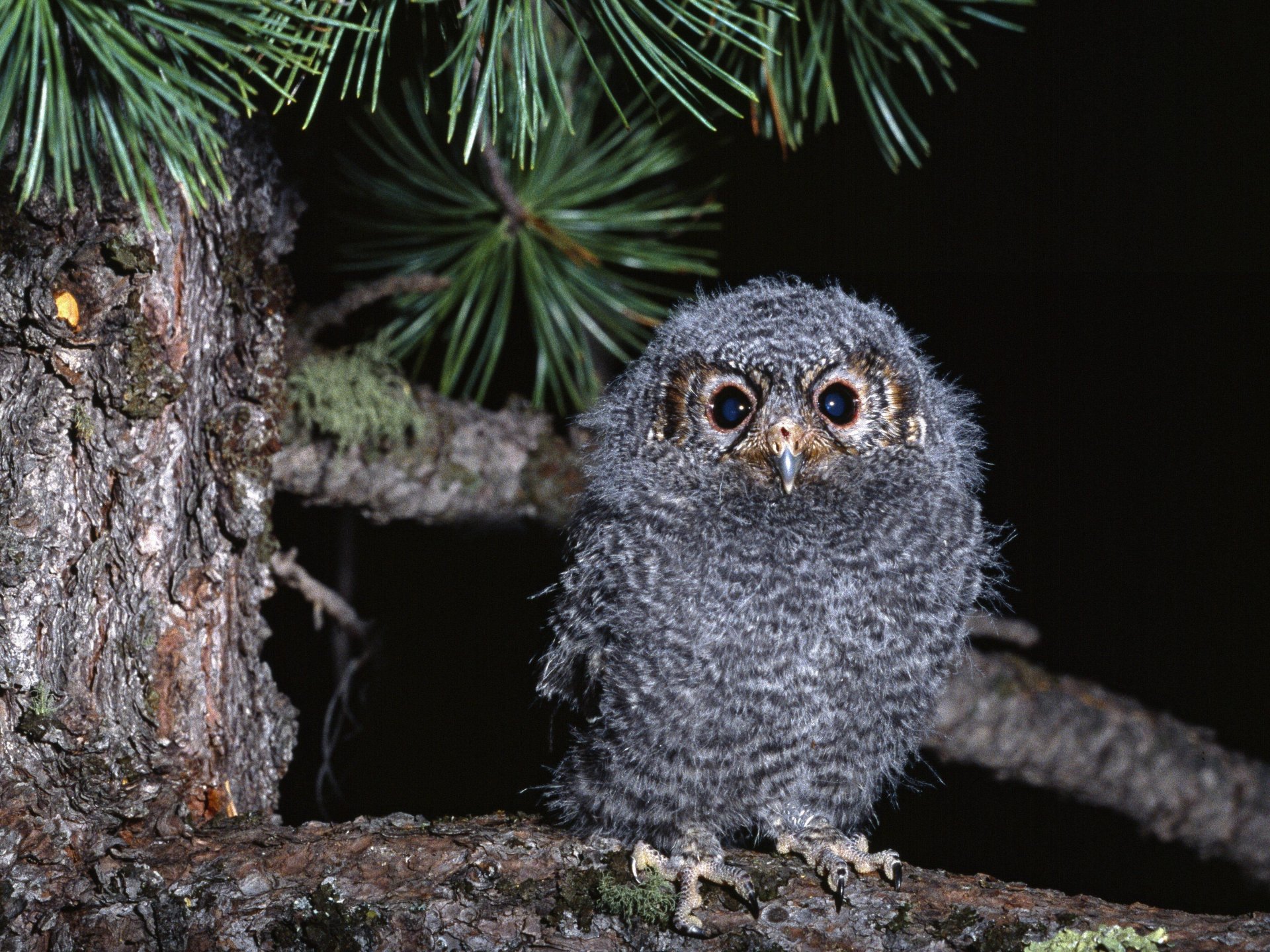 hibou poussin branche