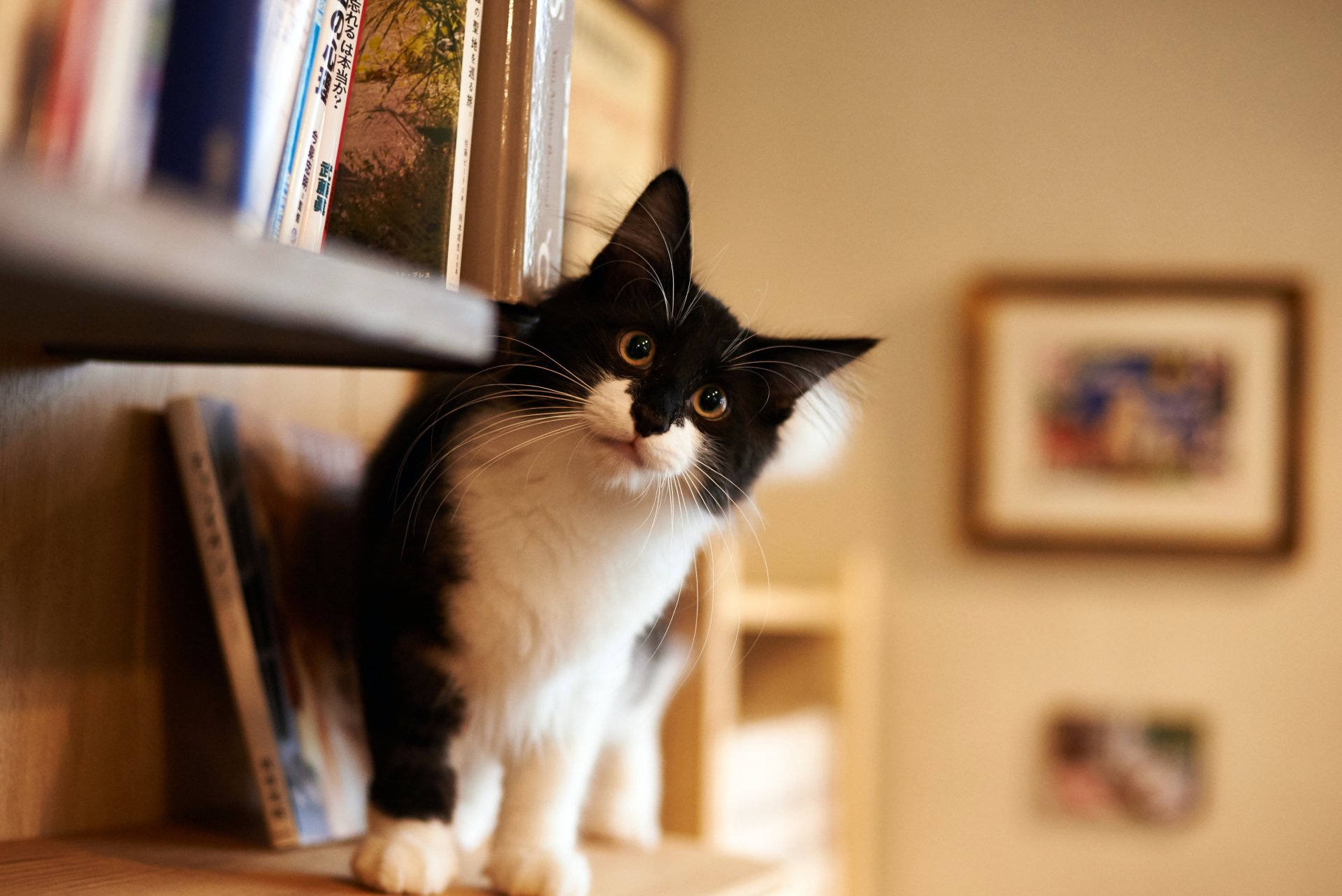 gato blanco y negro peludo mirada habitación casa