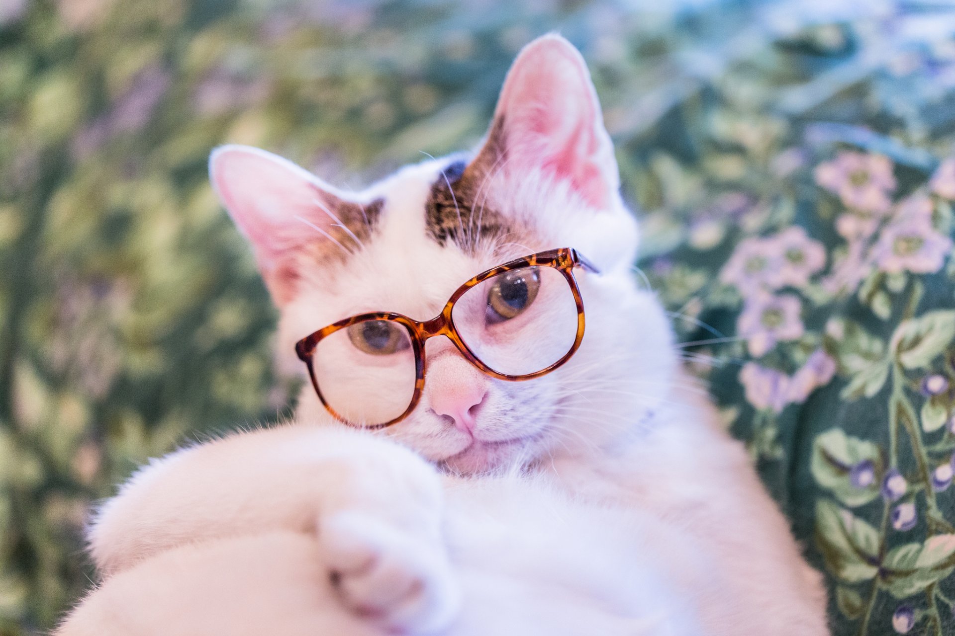 katze katze katze brille blick