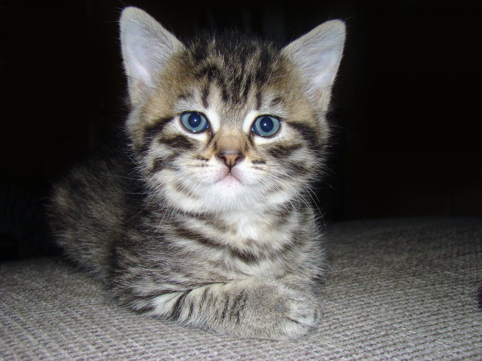 gatto gatto piccolo muso sguardo occhi orecchie baffi soffice morbido