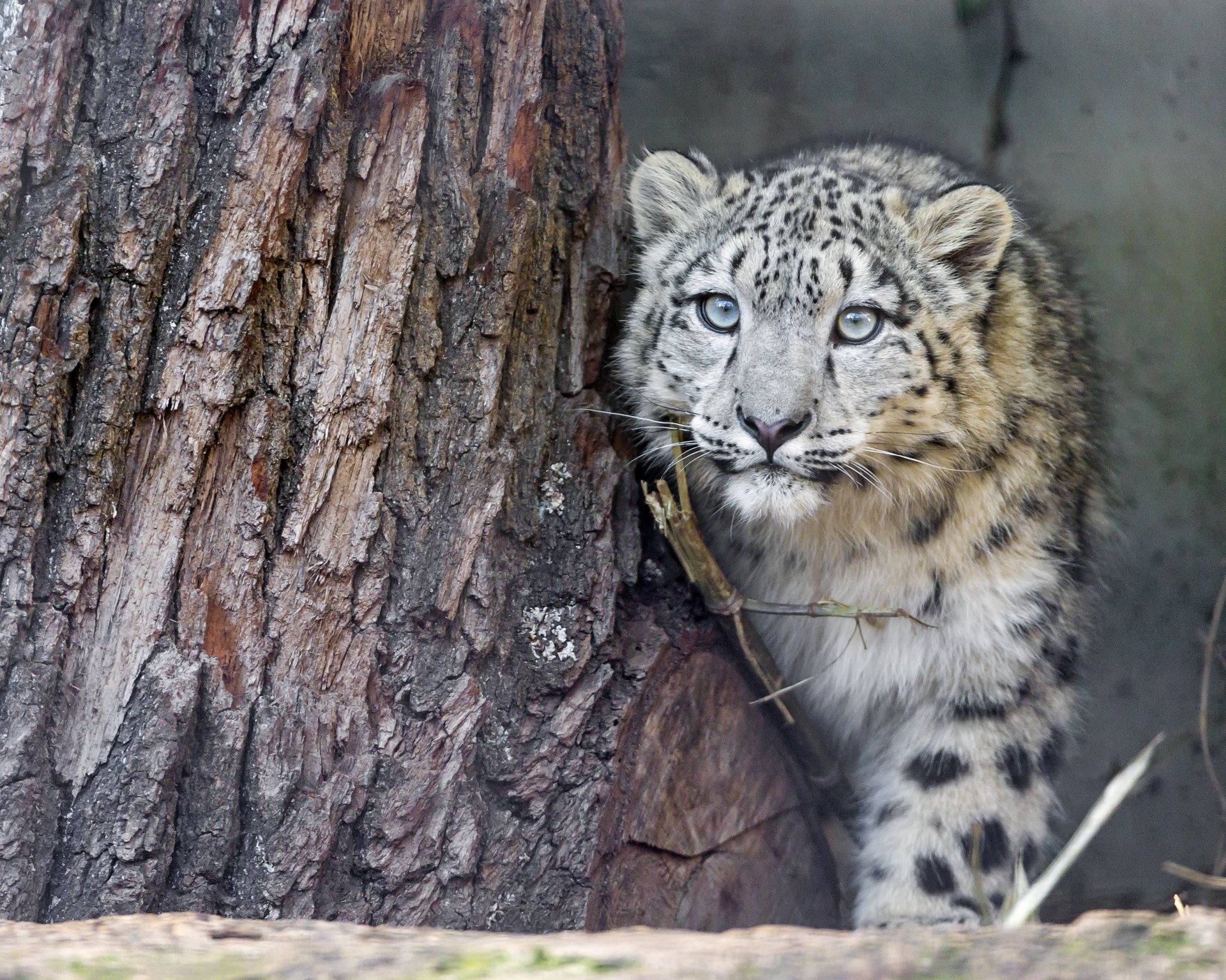 pantera śnieżna irbis kot drzewo spojrzenie ©tambako jaguar