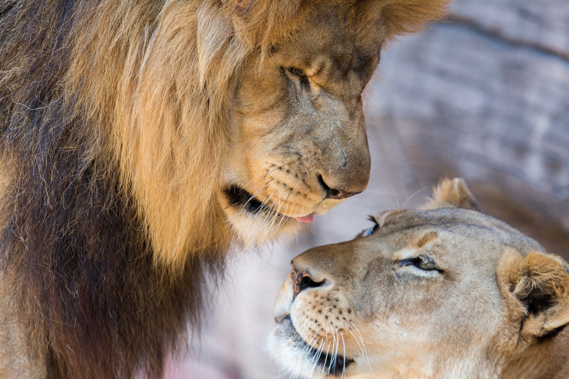 löwen löwe löwin paar liebe