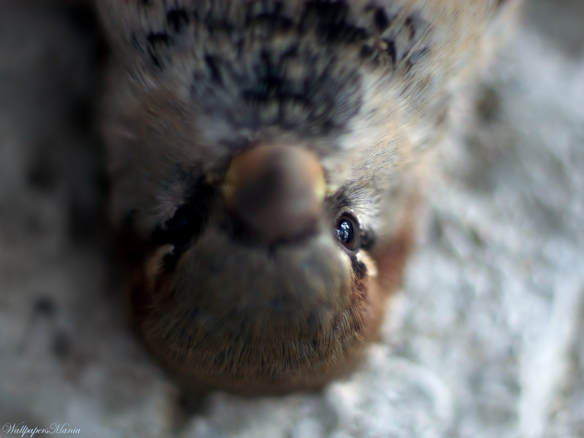 paloma mirada plumas