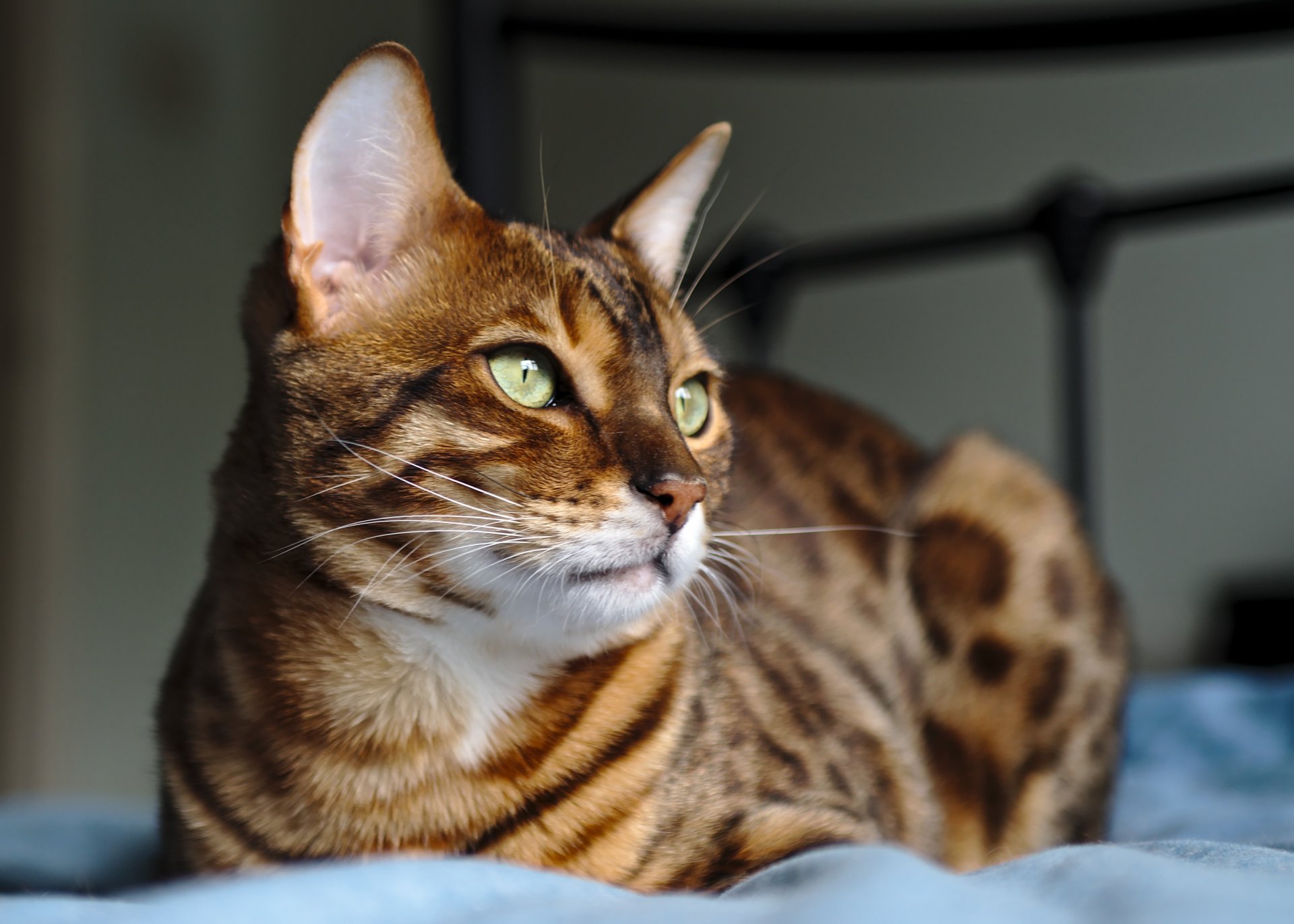 katze gefleckt sitzt schaut schaut