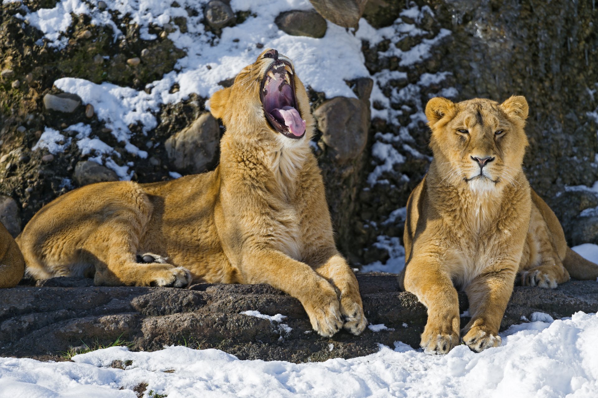 львы кошки снег зевает пара лев ©tambako the jaguar