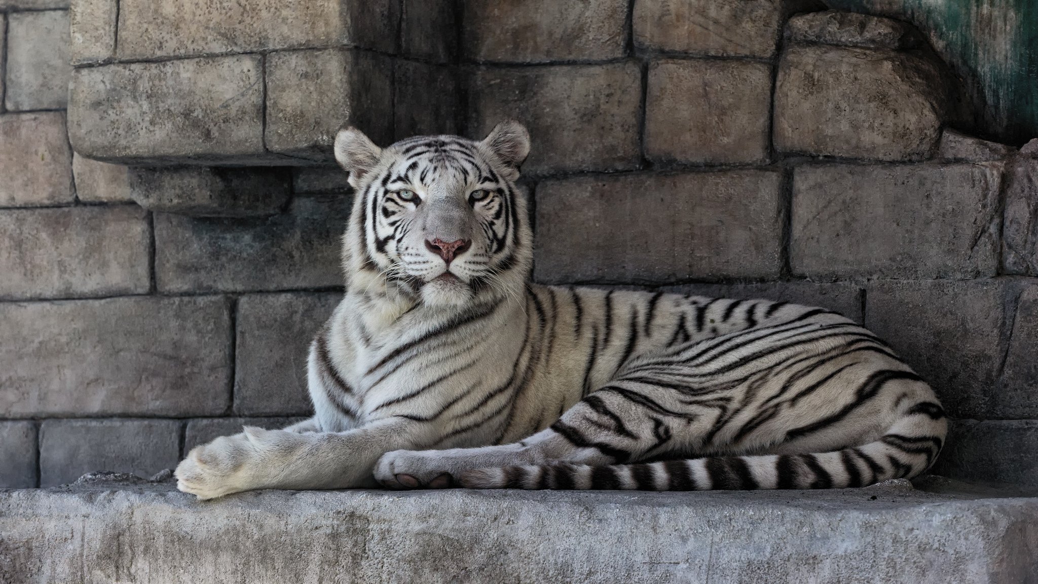 tigre blanc chat pierres