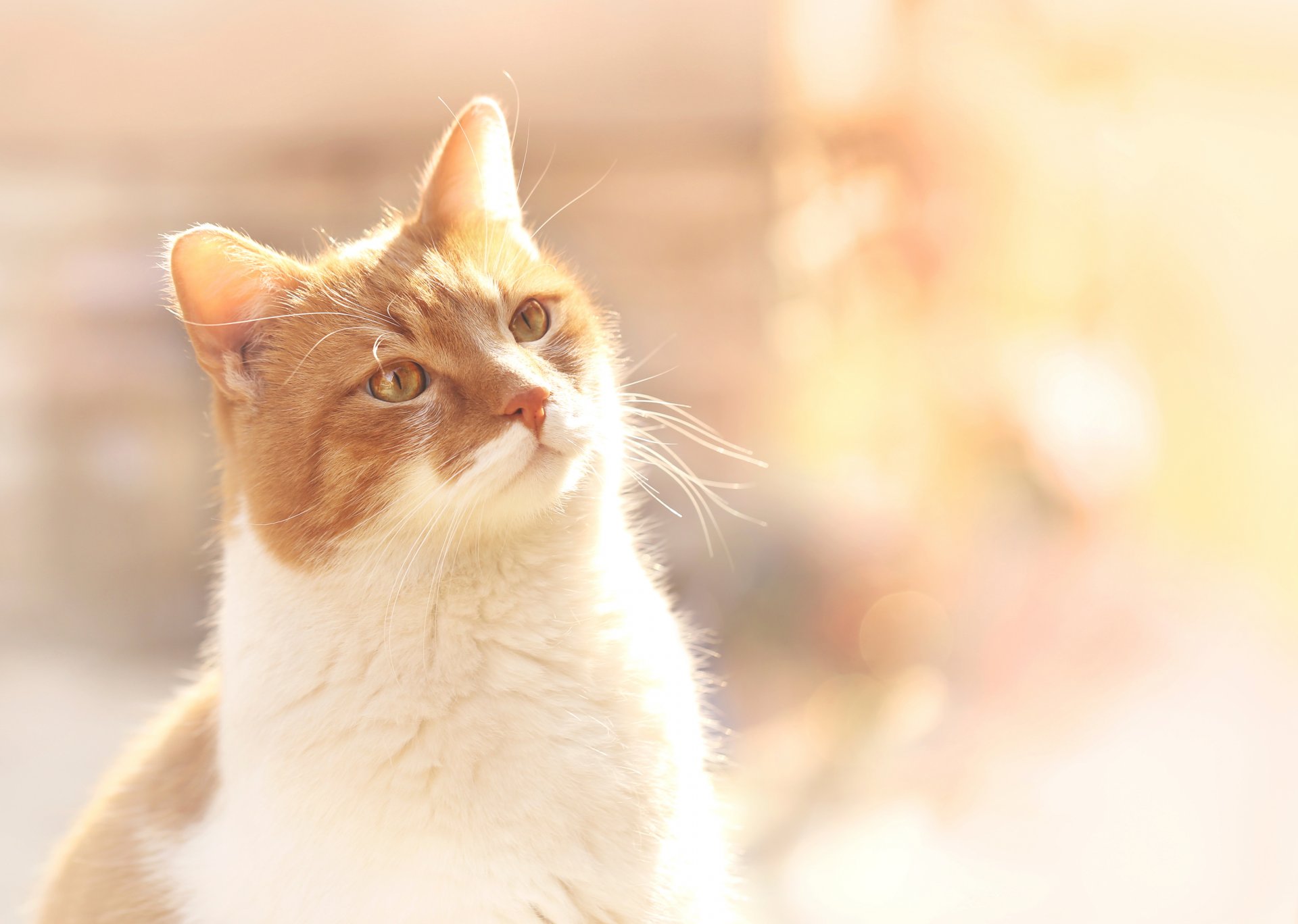 pelirroja gato bokeh