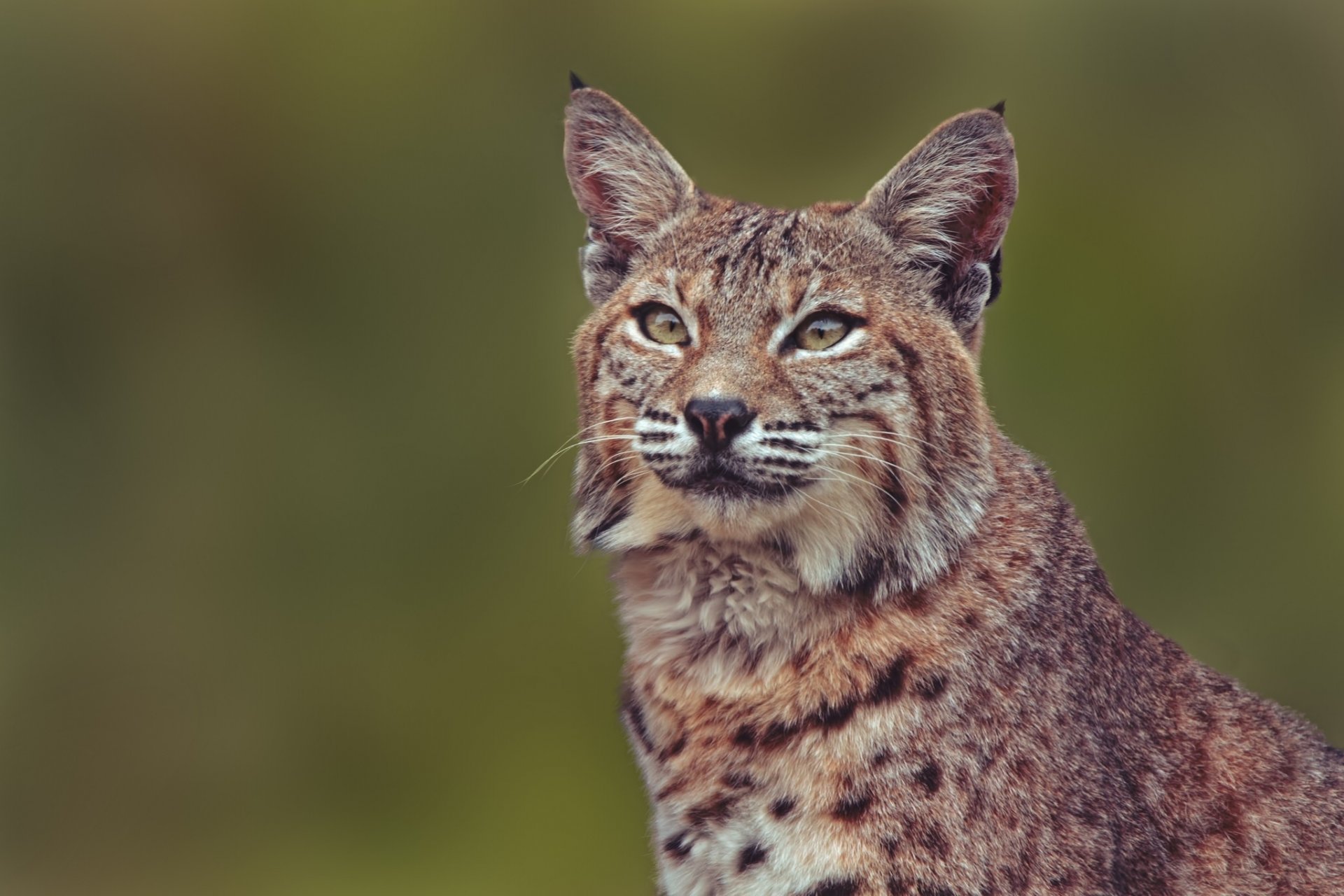 lynx chat sauvage portrait