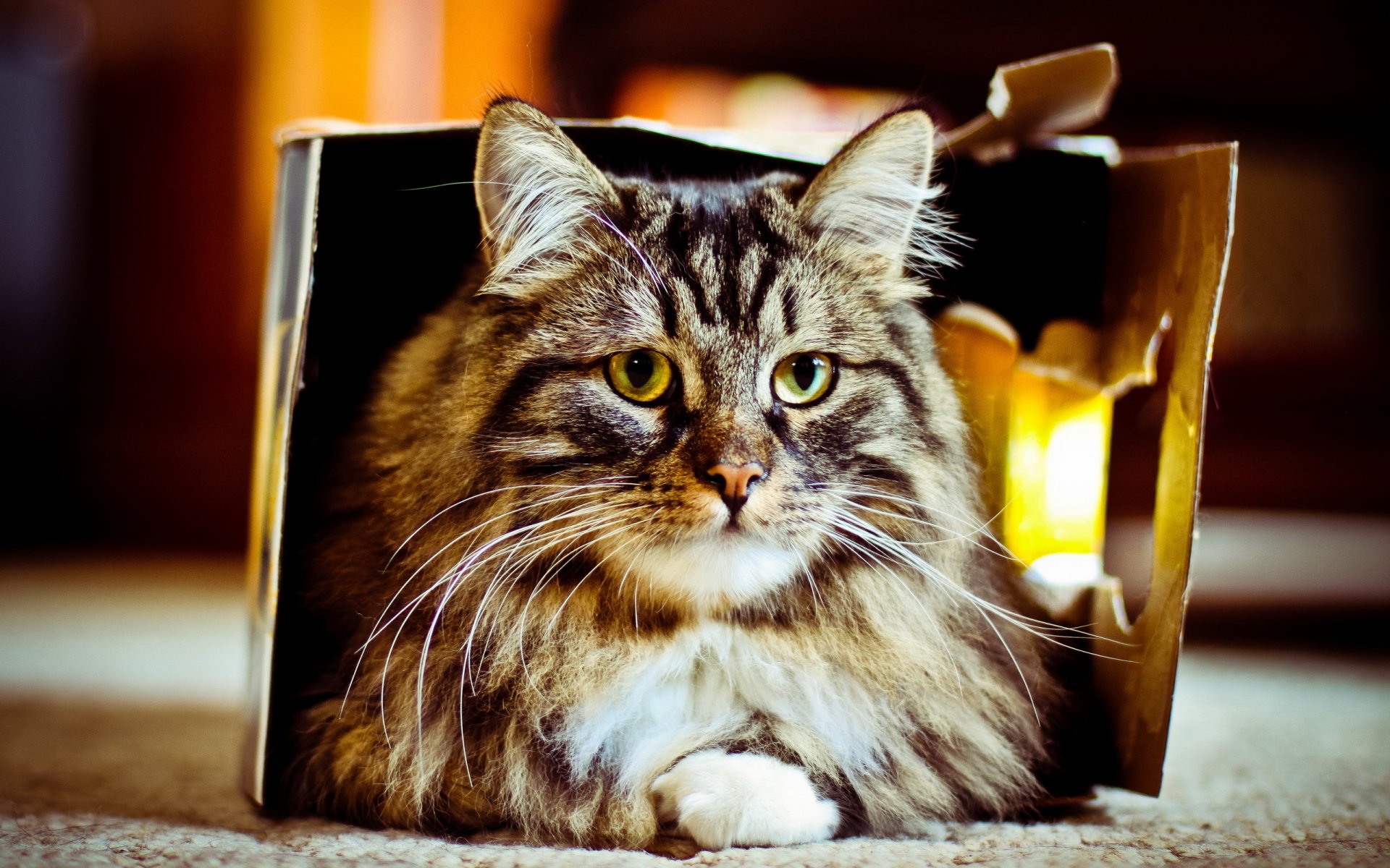 chat boîte fond