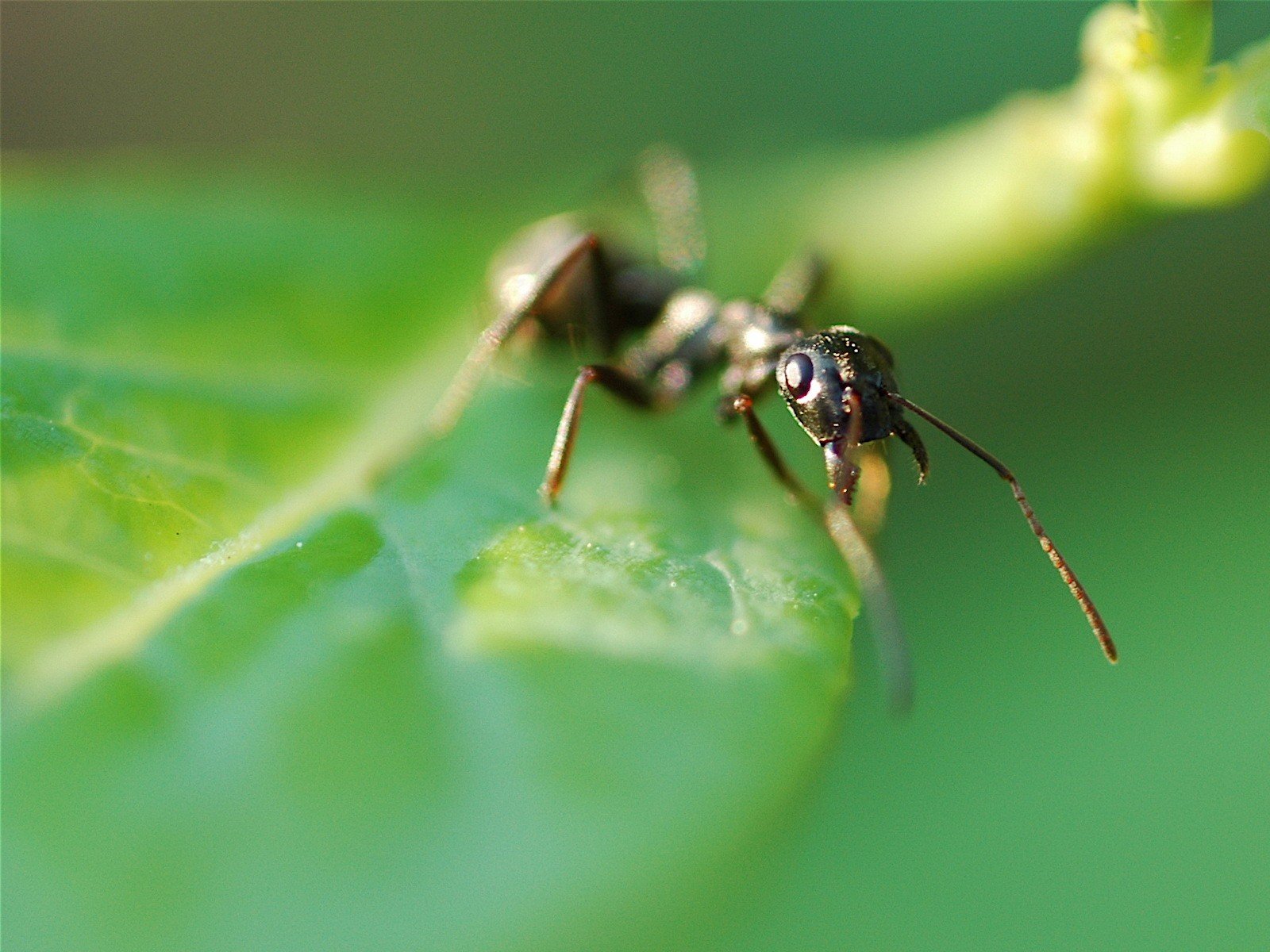 formica foglia verde