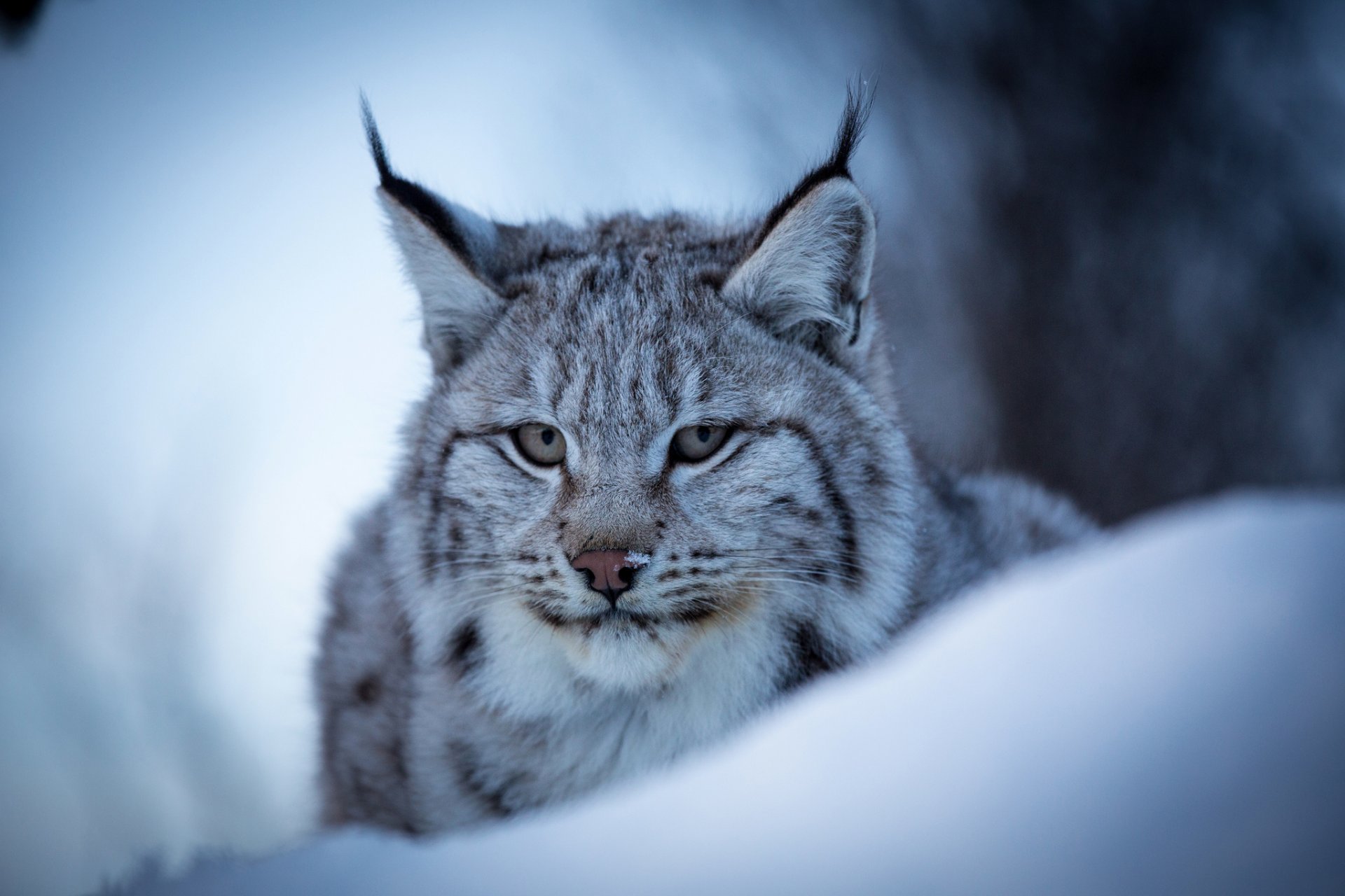 lince eurasiatico gatto selvatico muso ritratto neve inverno