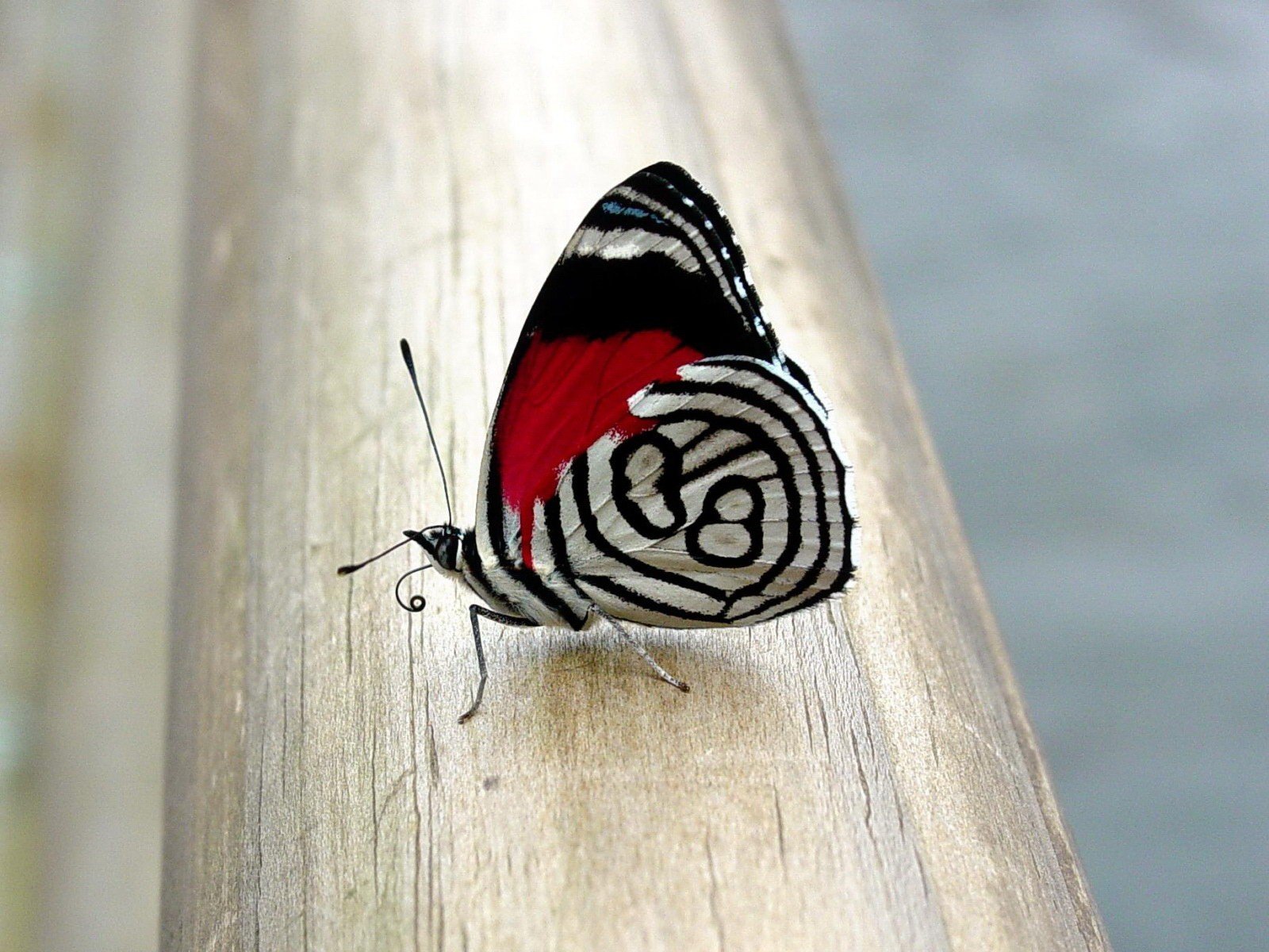 butterfly picture