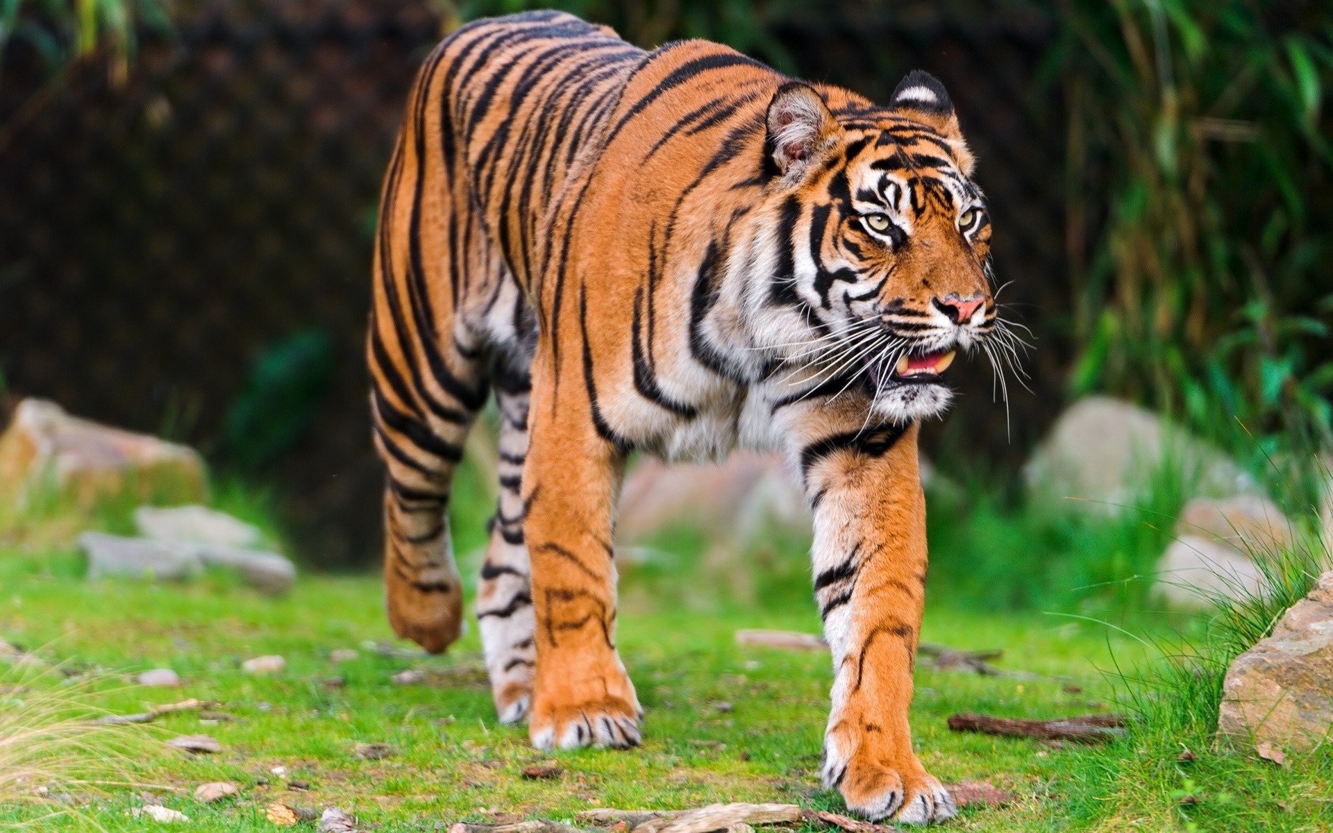 tiger gehen raubtier inspektion gestreifte katze