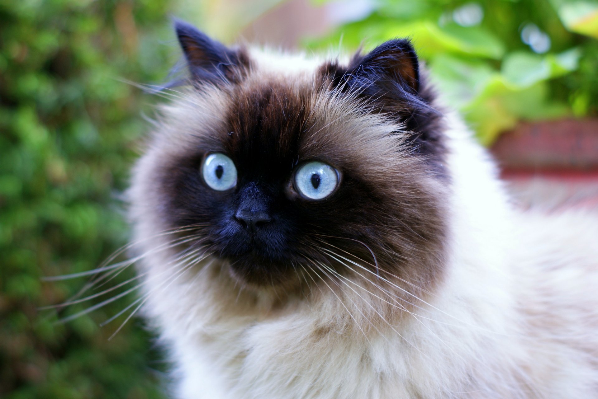 gato ojos azules hocico