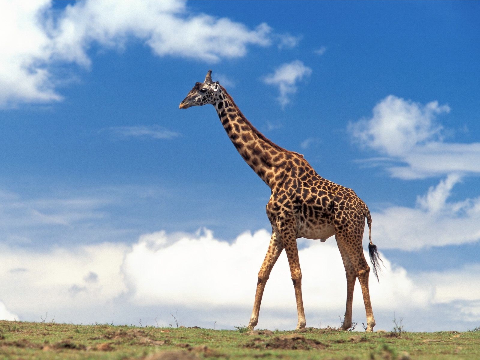 giraffe clouds sky