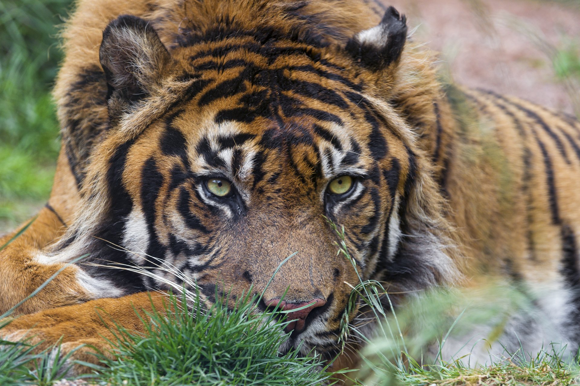 tigre sumatra gatto muso sguardo ©tambako the jaguar