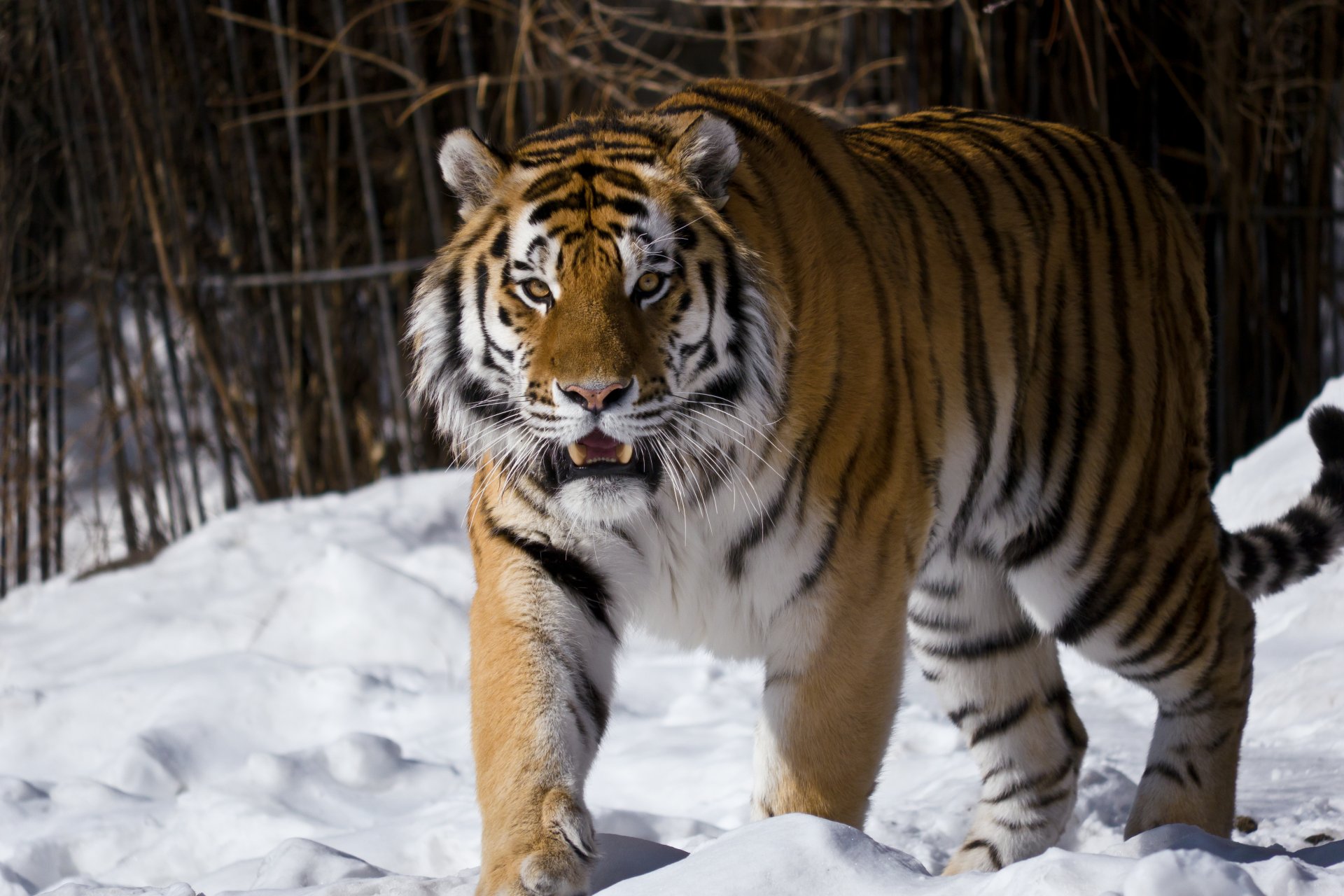 amur-tiger blick schnee moskauer zoo