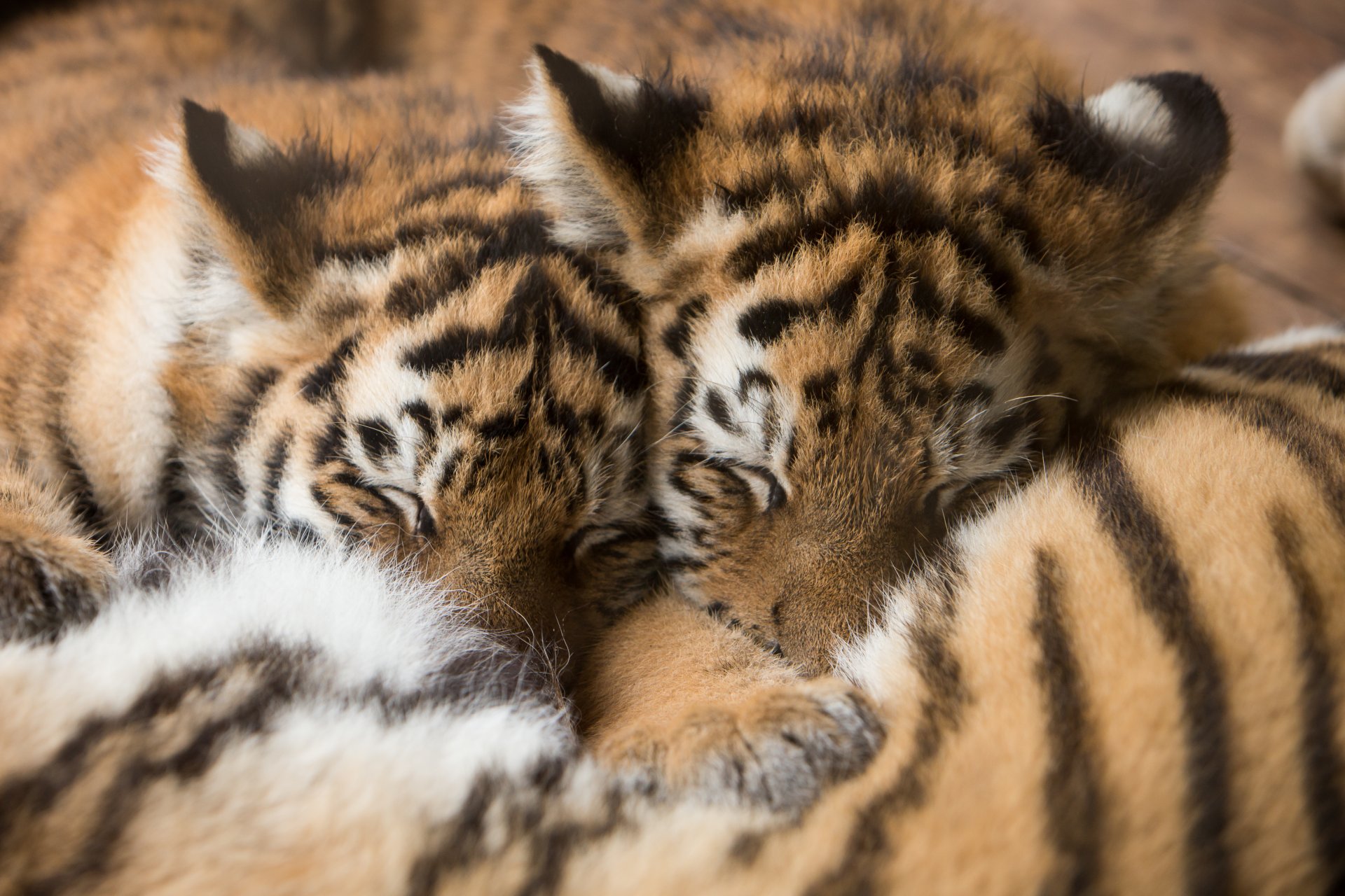 tiger amur tiger cubs sleep sleep kittens cubs fur cat