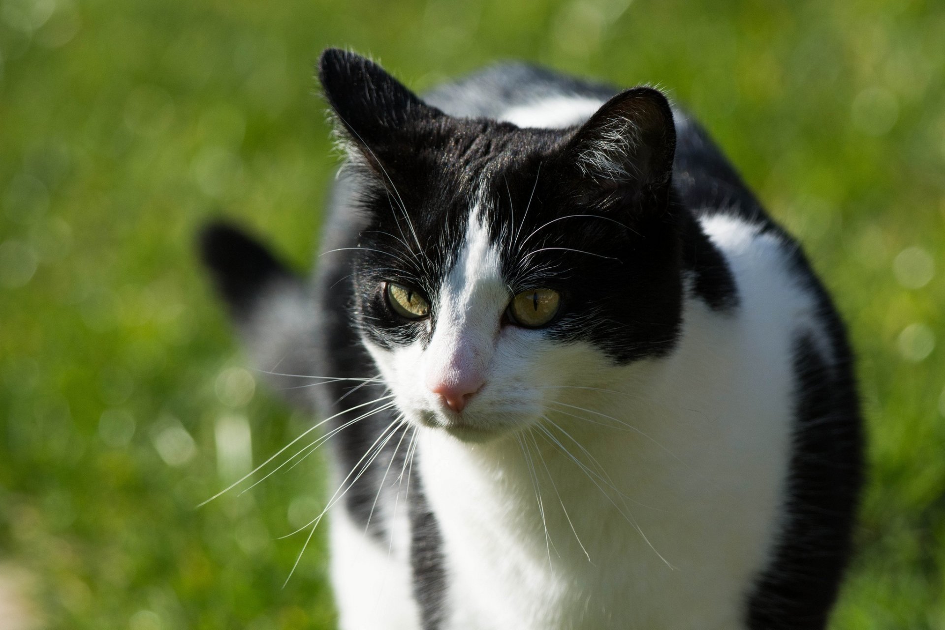 katze katze schwarz und weiß schnauze schnauze schnurrbart sommer sonne licht