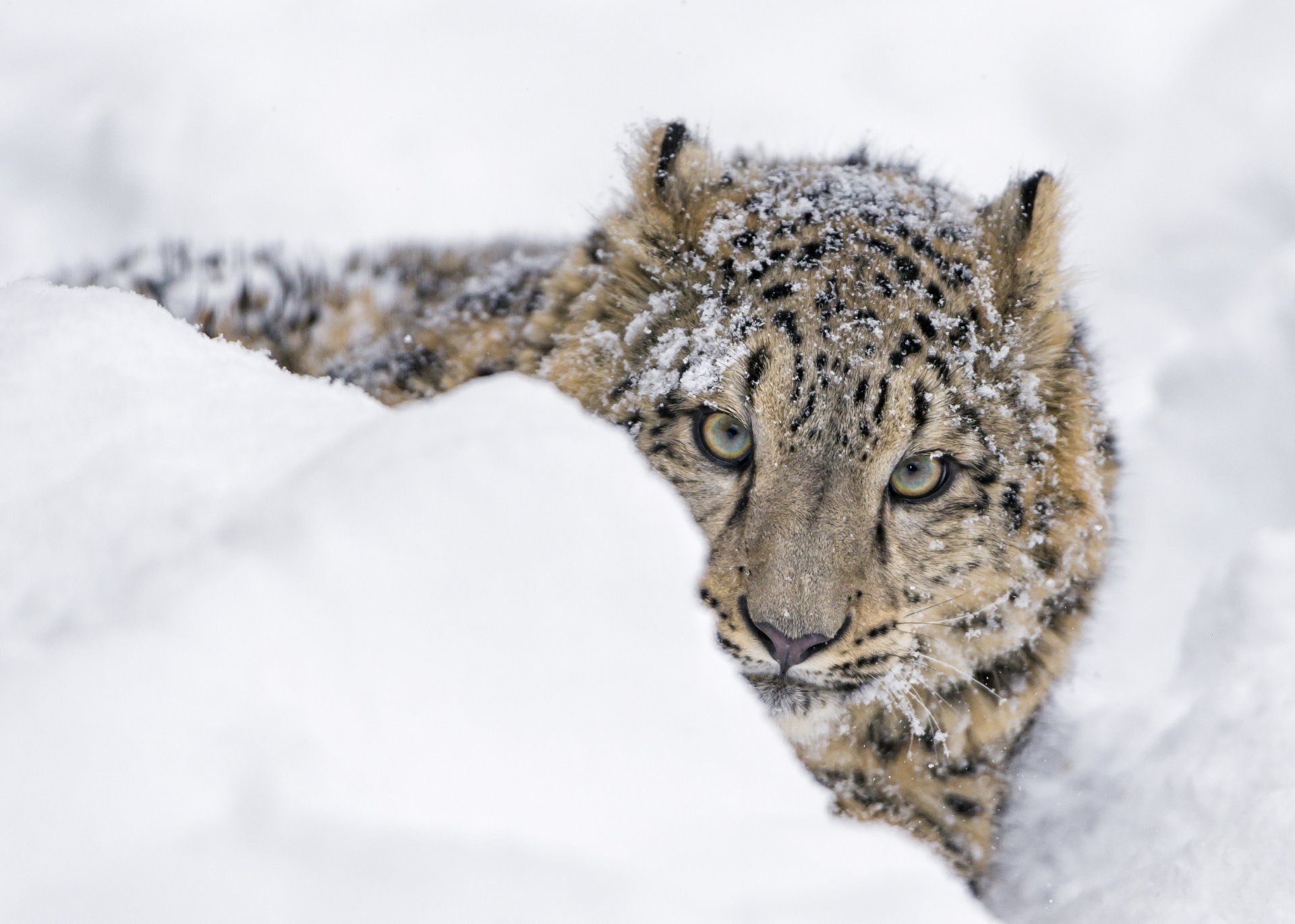 now leopard snow leopard snow leopard wild cat predator young muzzle looks out snowdrift snow winter zoo