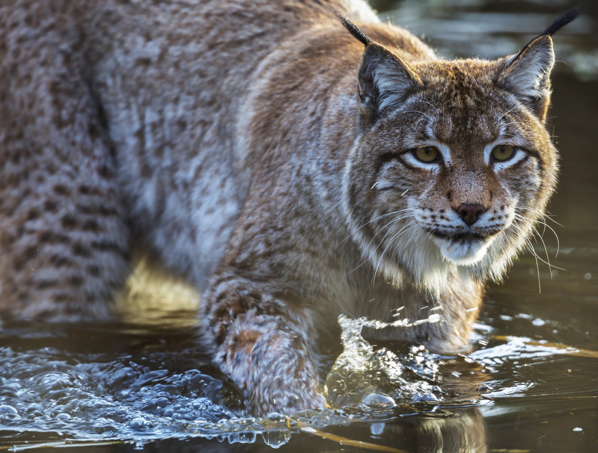 lince depredador gato vista agua