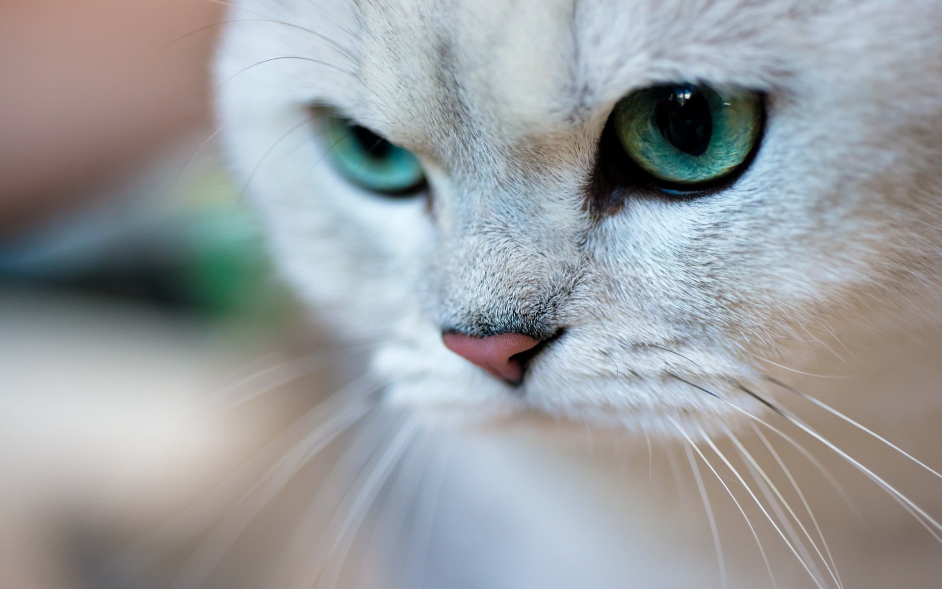 cat cat green eyes muzzle portrait