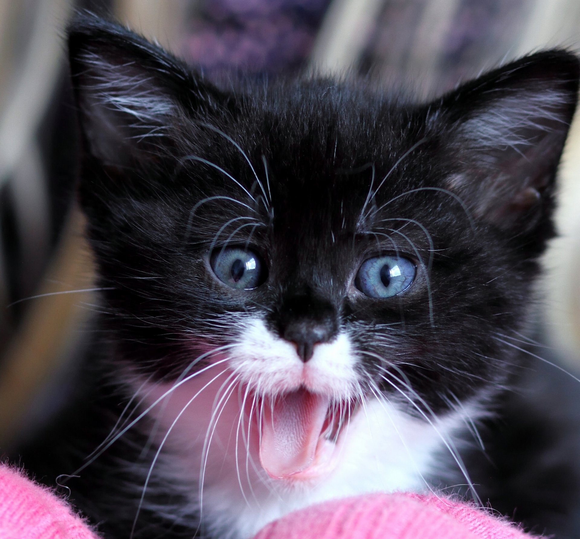 babe snout blue eyes surprised